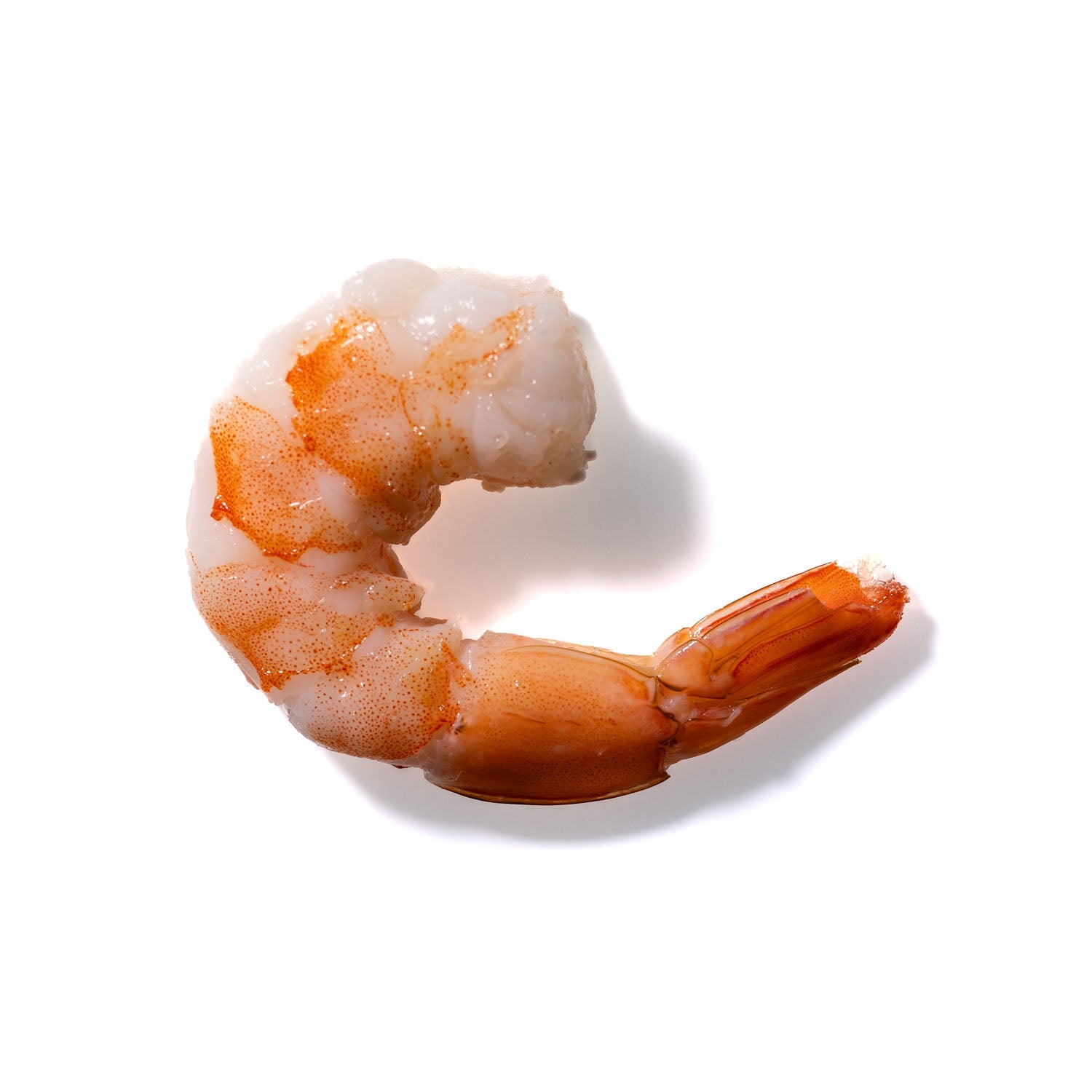 Shrimp No. 297