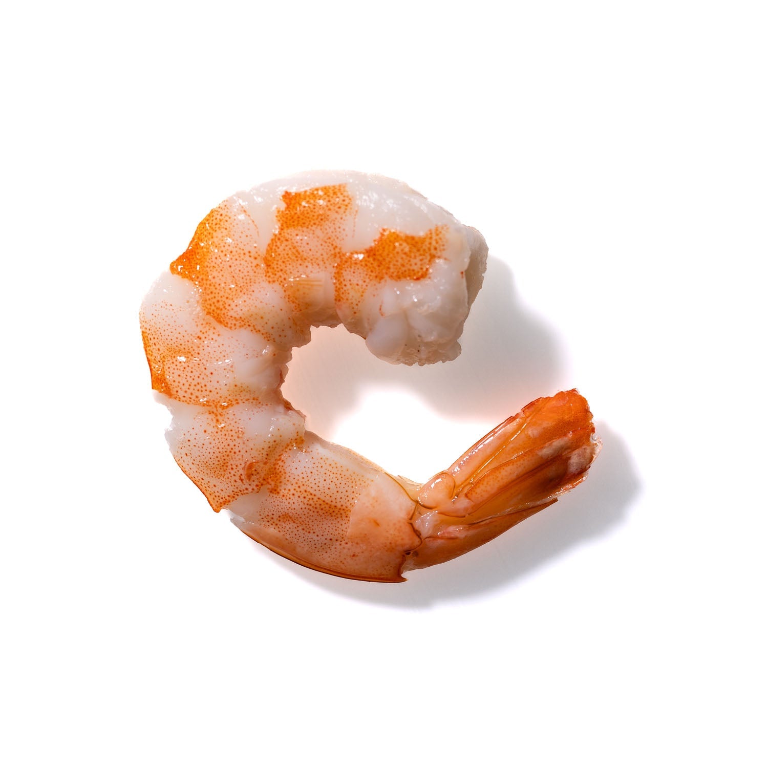 Shrimp No. 298