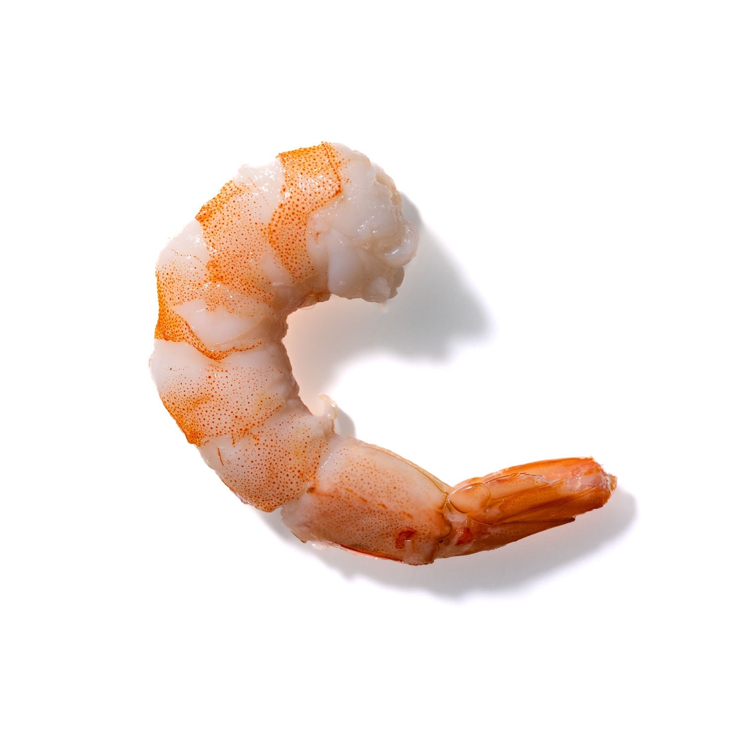 Shrimp No. 300