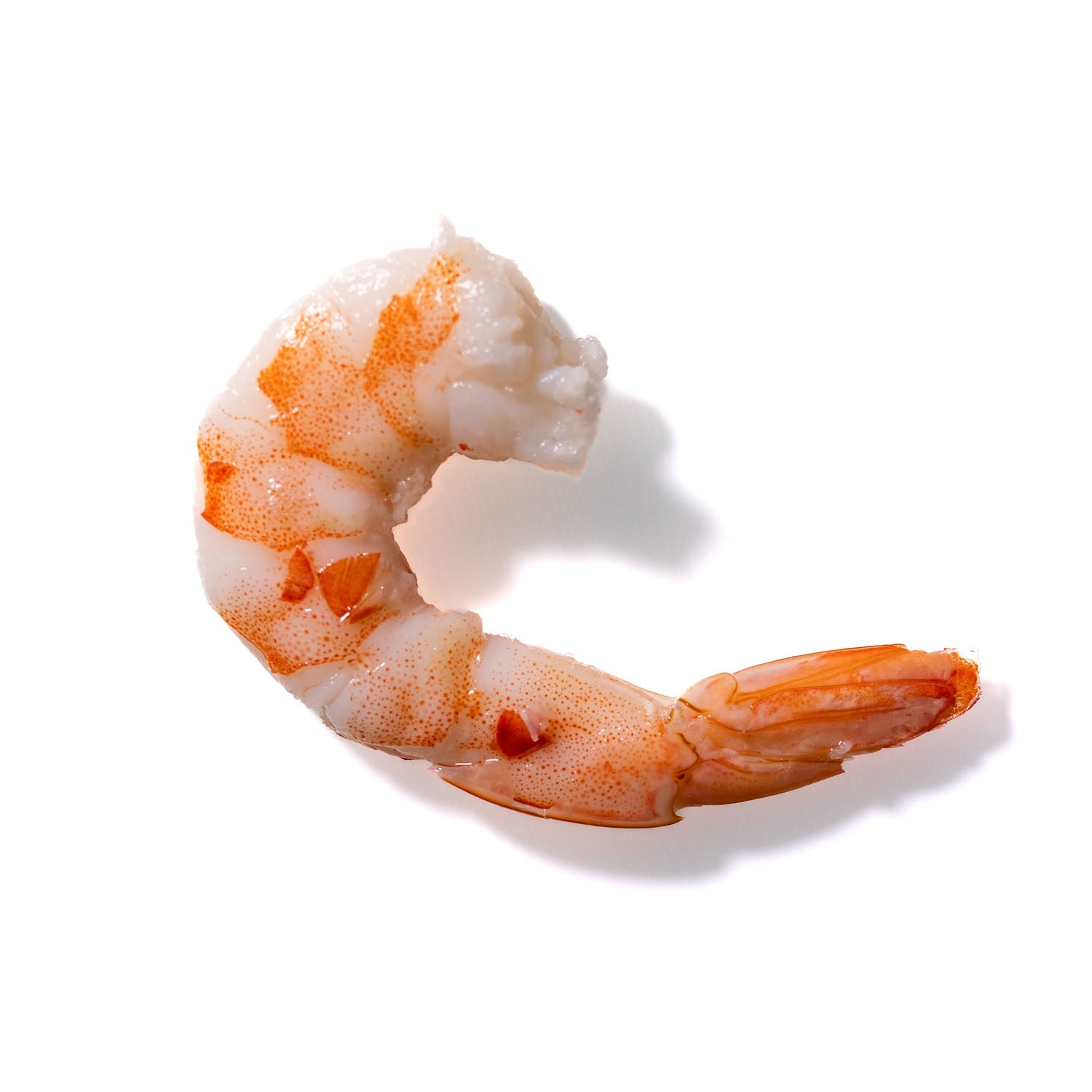 Shrimp No. 302