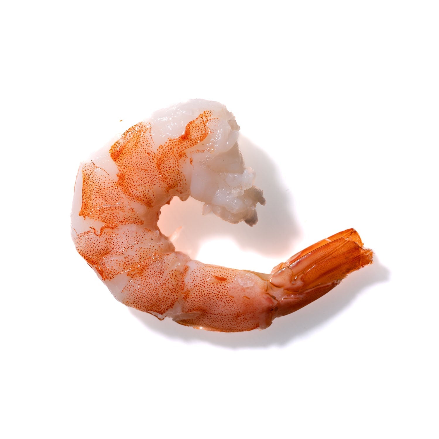 Shrimp No. 303