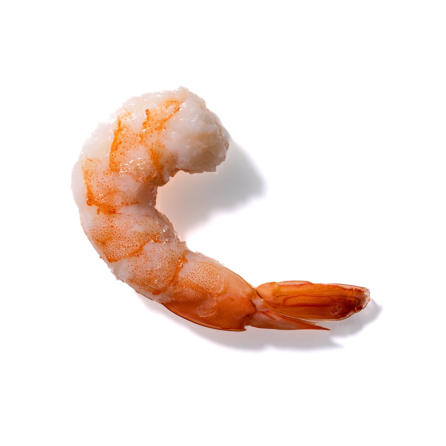 Shrimp No. 305