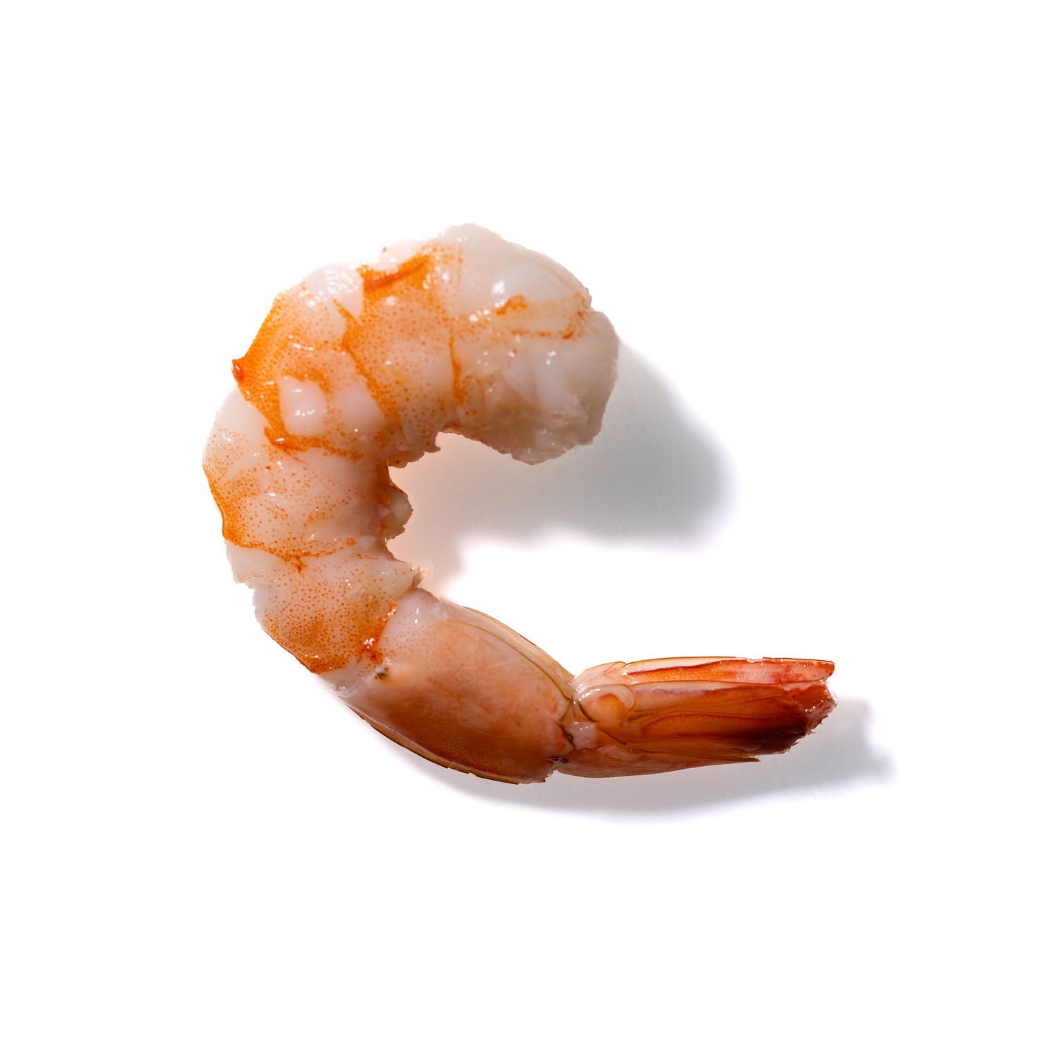 Shrimp No. 306