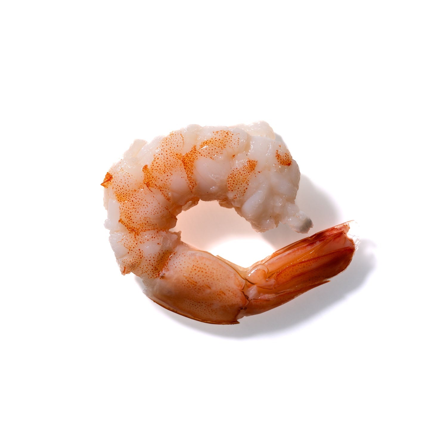 Shrimp No. 307