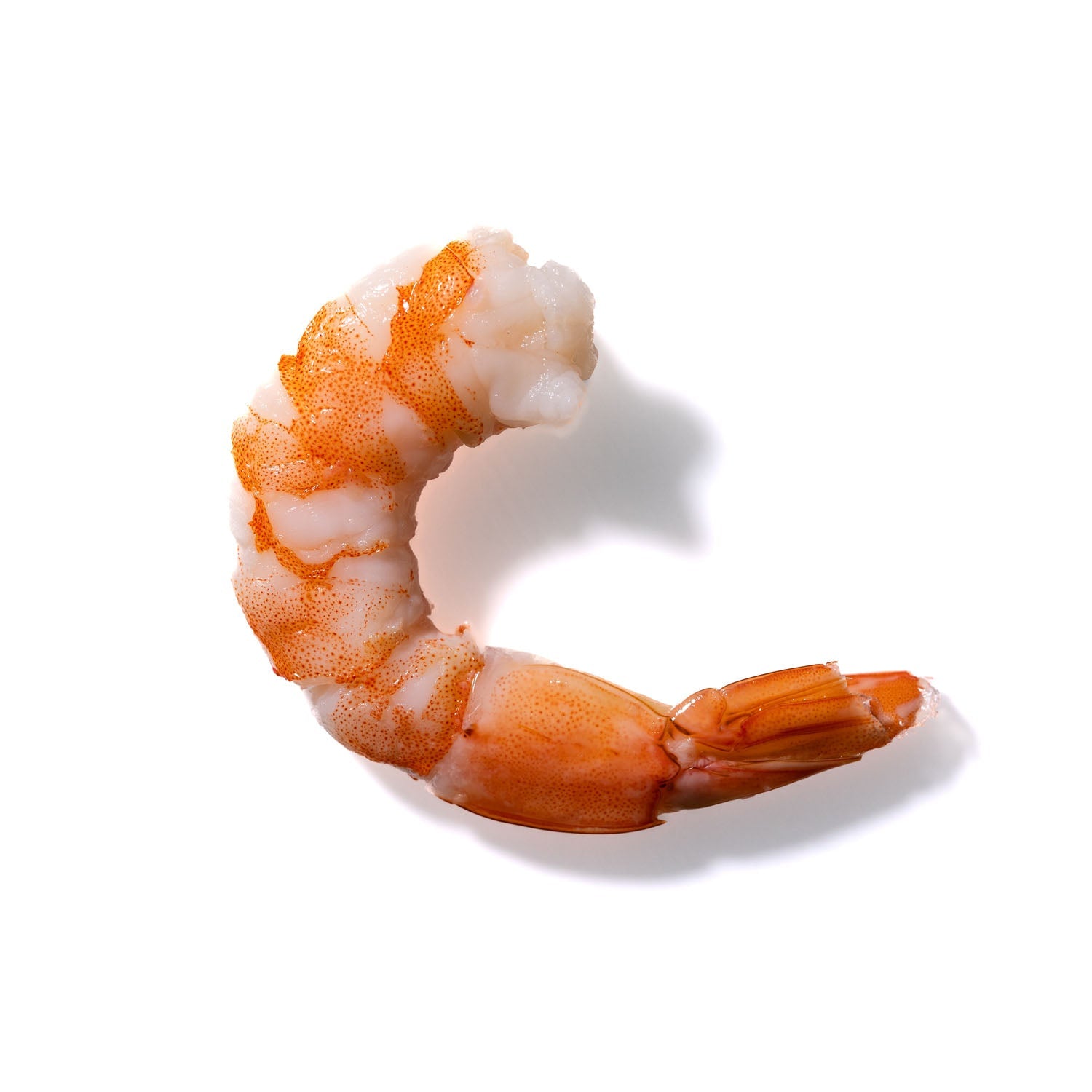 Shrimp No. 308