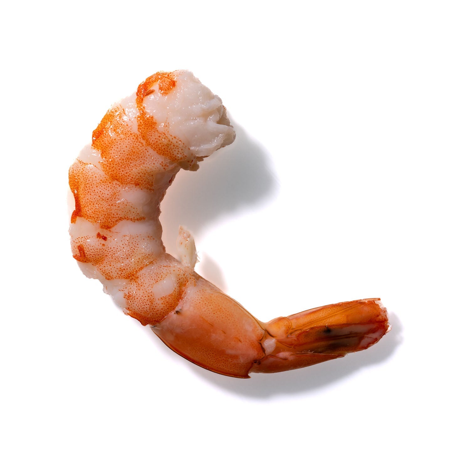 Shrimp No. 310