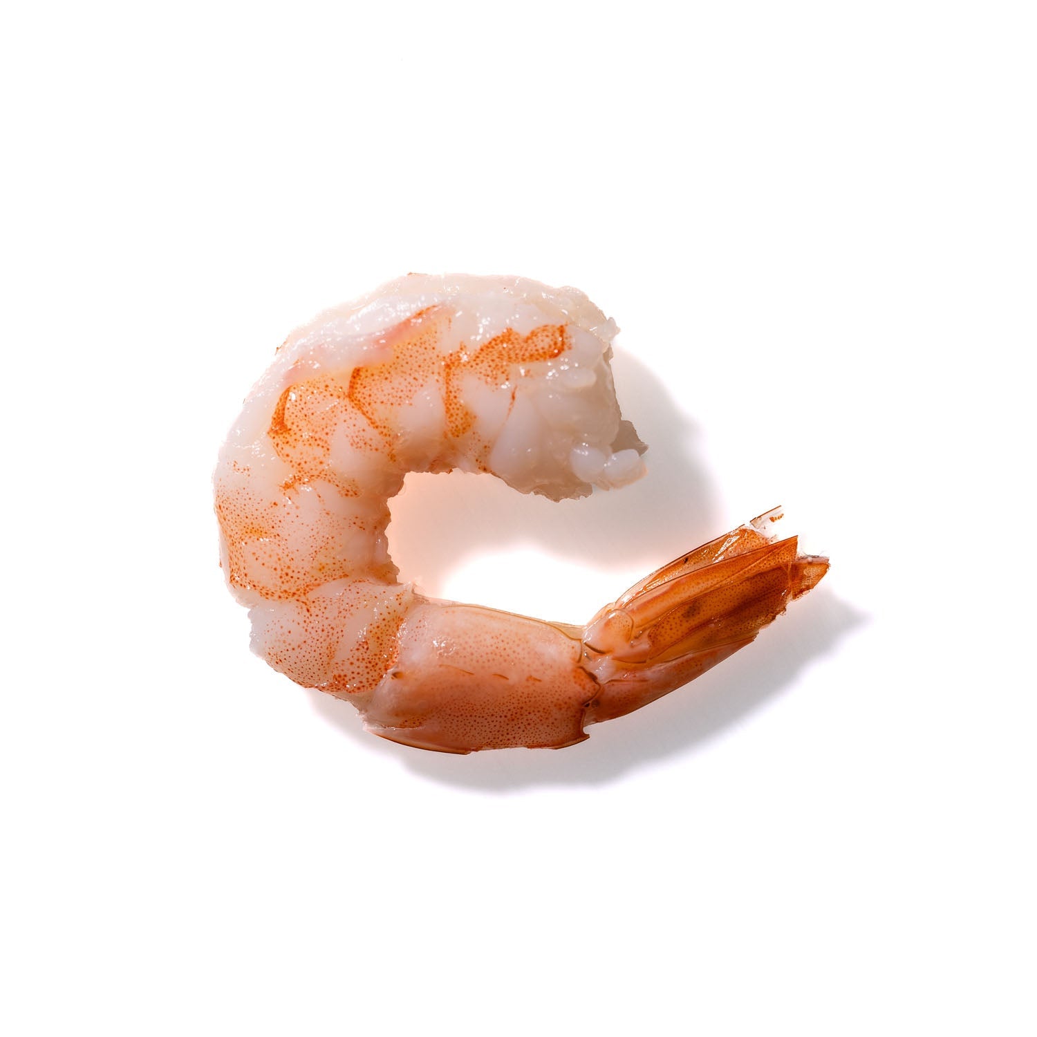 Shrimp No. 311