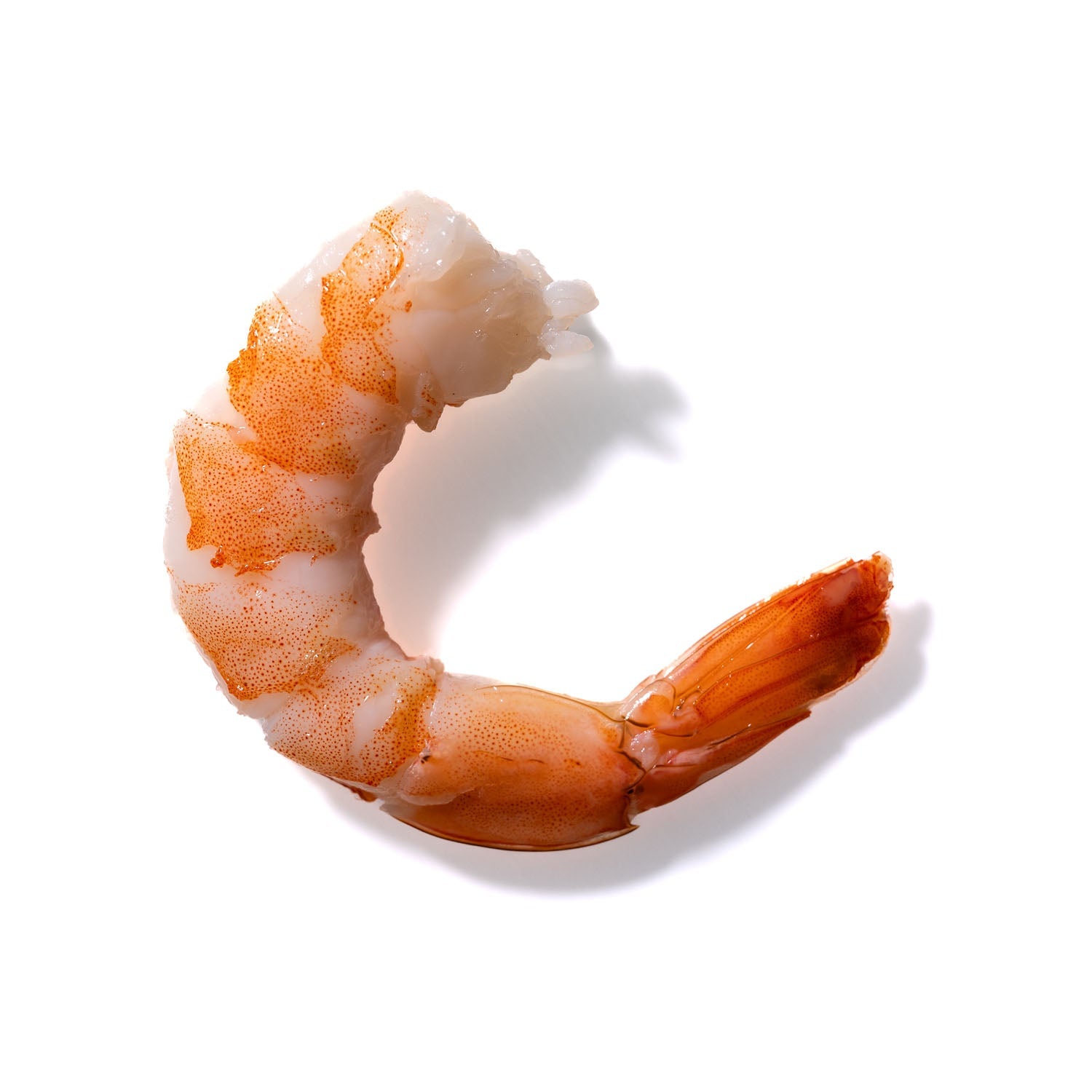 Shrimp No. 313