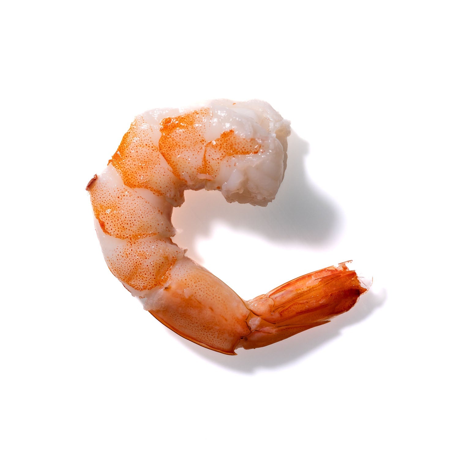 Shrimp No. 316