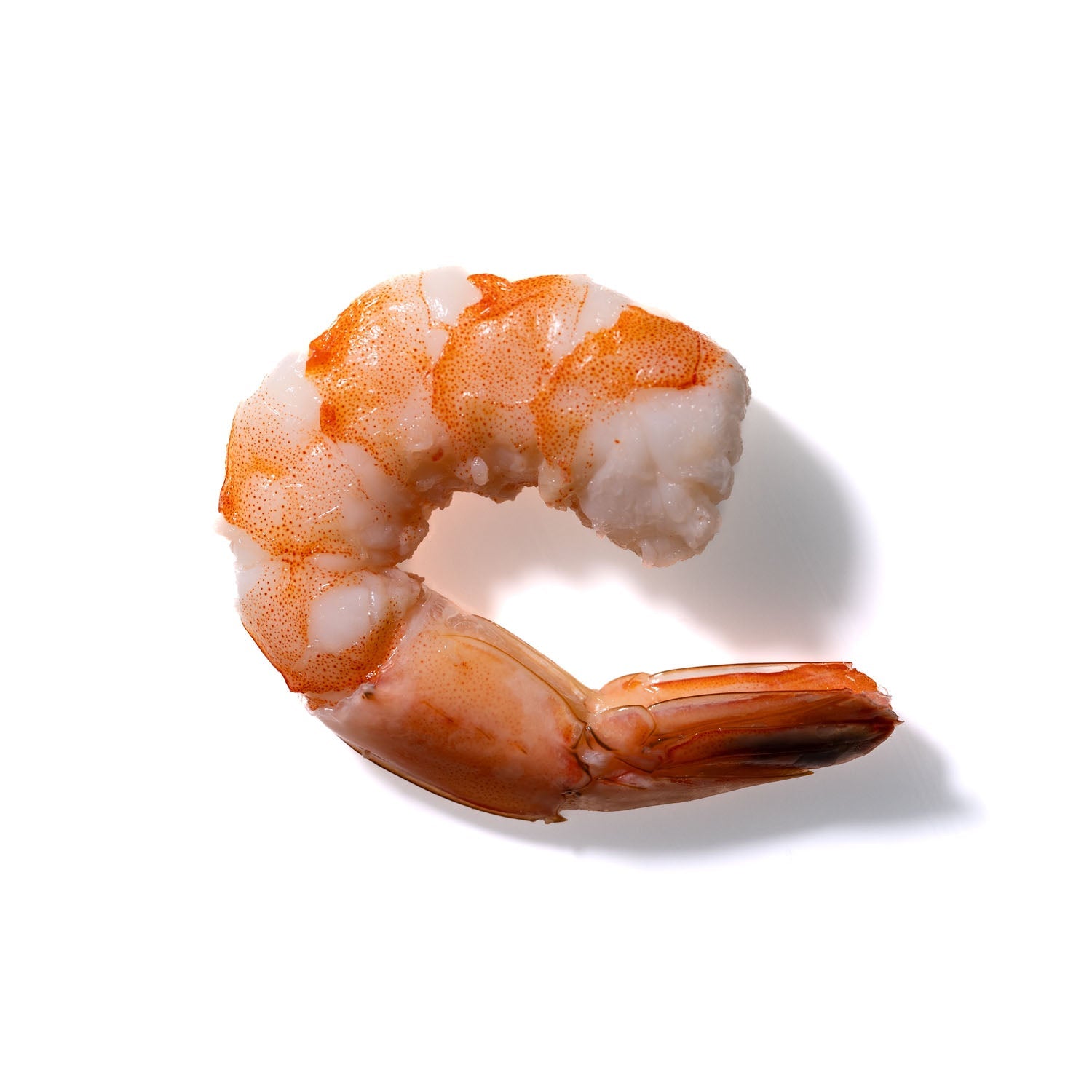 Shrimp No. 319