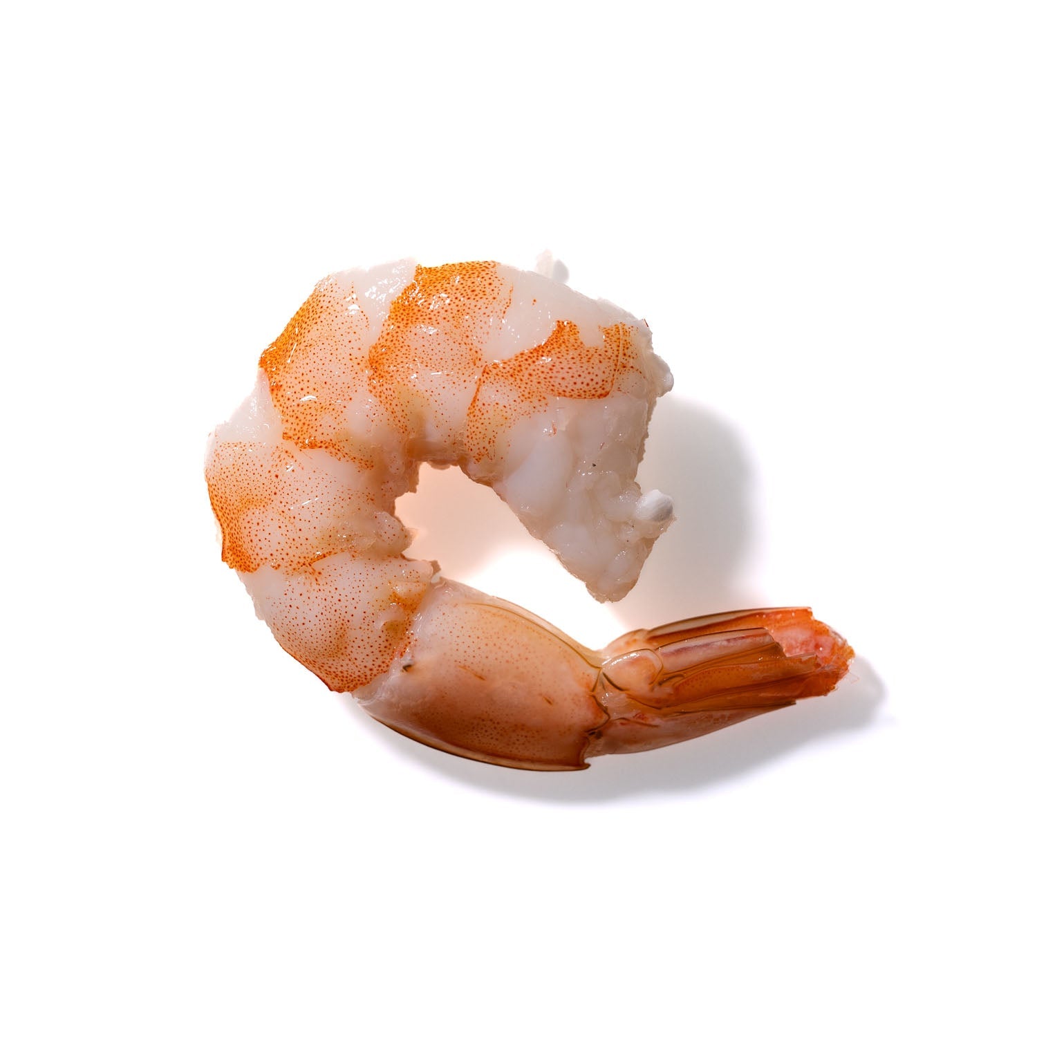 Shrimp No. 322