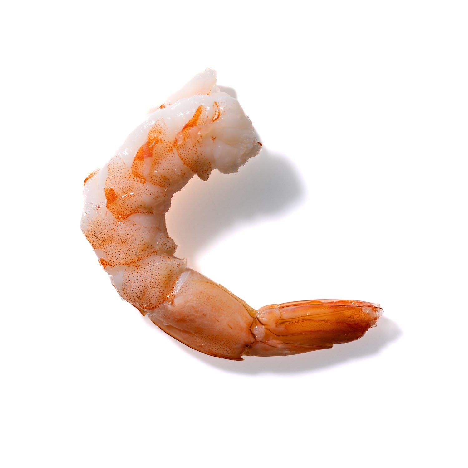 Shrimp No. 323