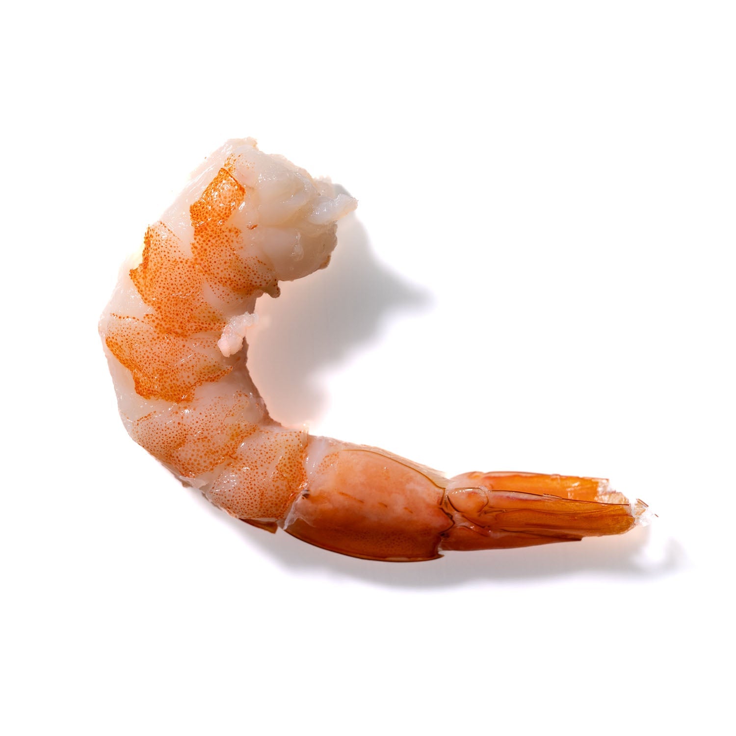 Shrimp No. 328