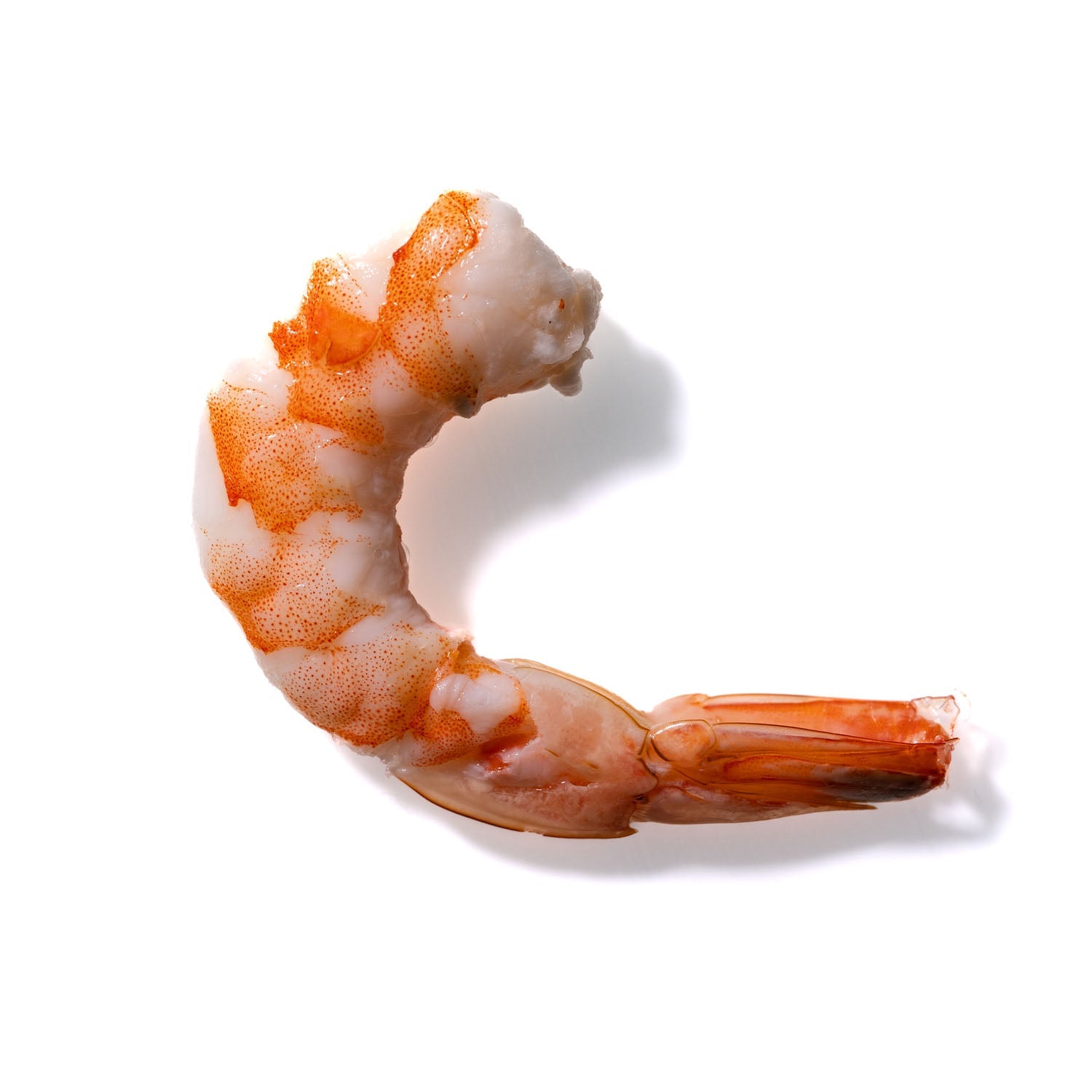 Shrimp No. 329