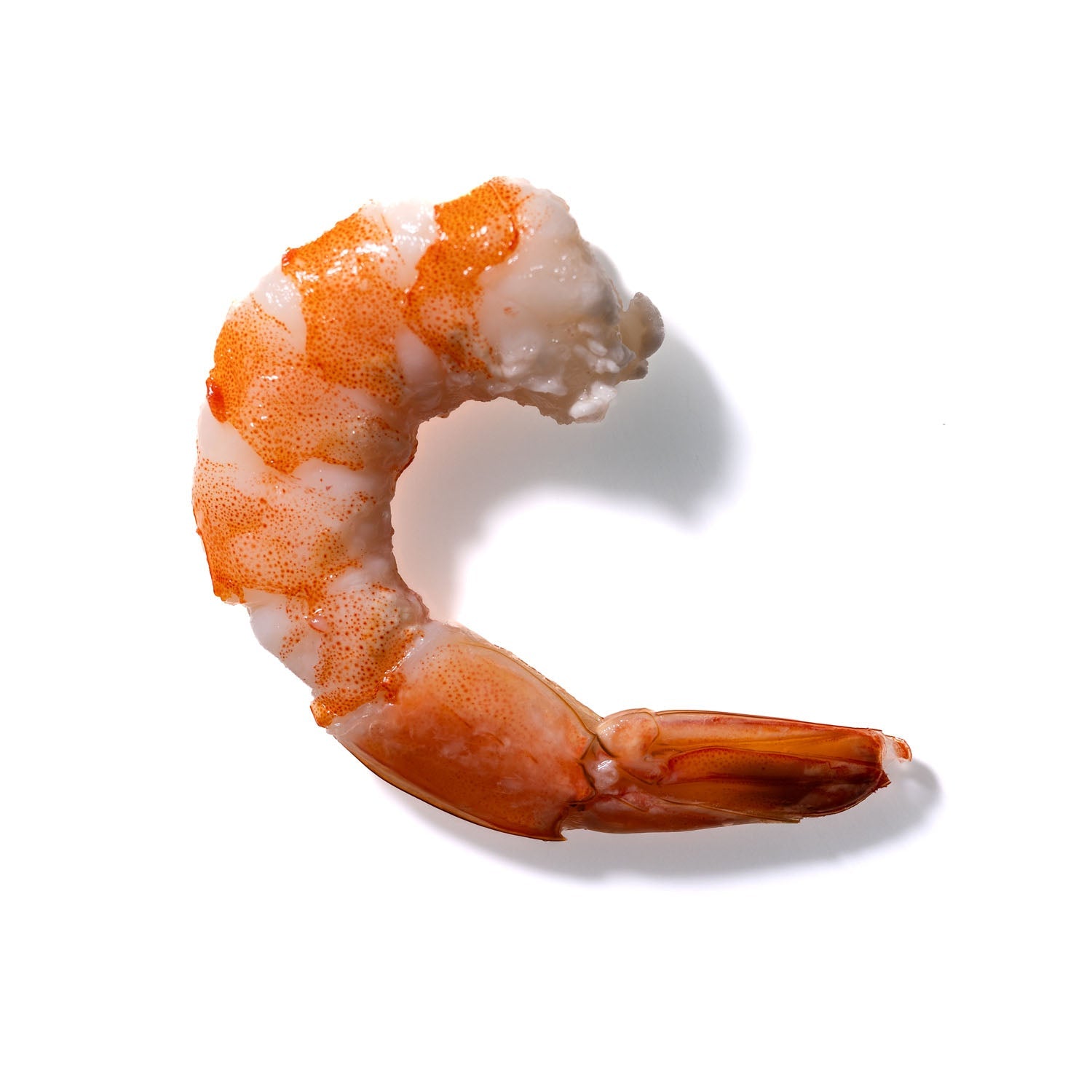 Shrimp No. 331