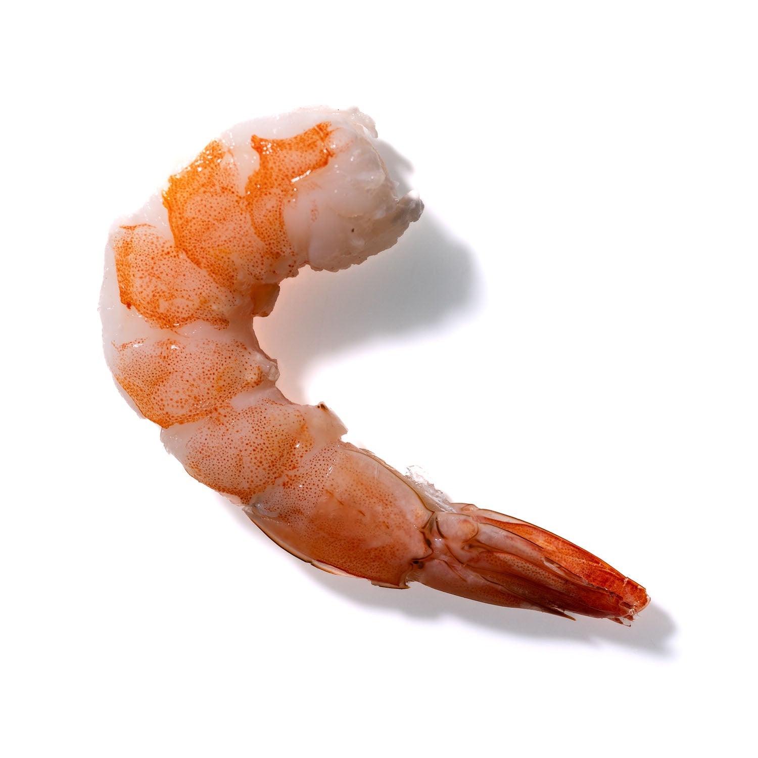 Shrimp No. 333