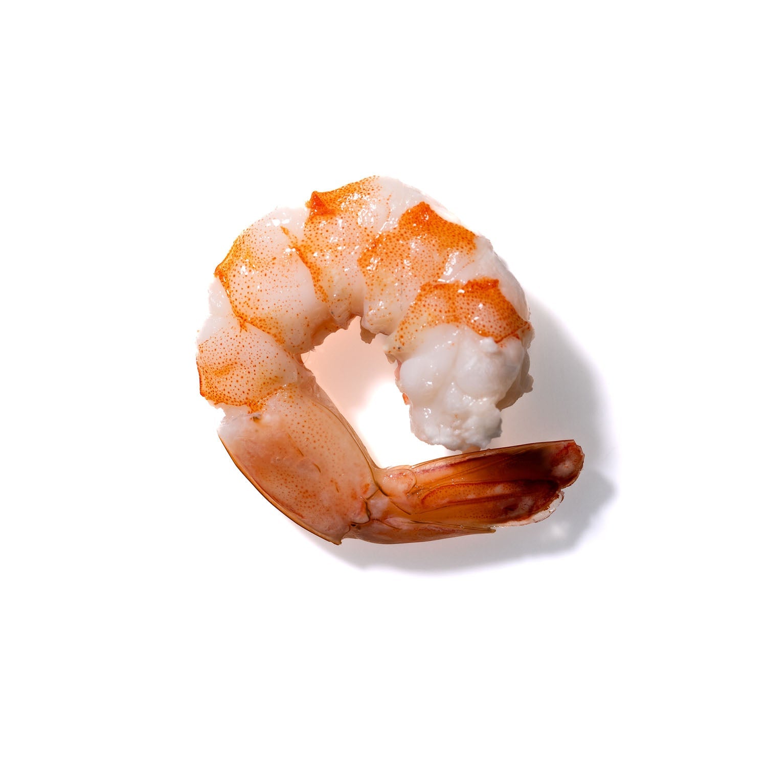 Shrimp No. 337