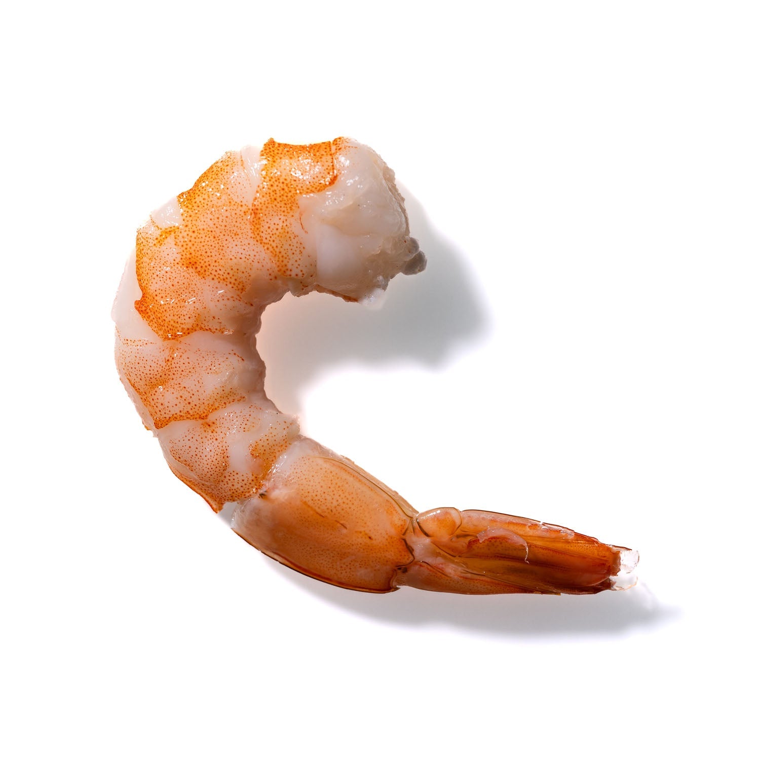 Shrimp No. 339