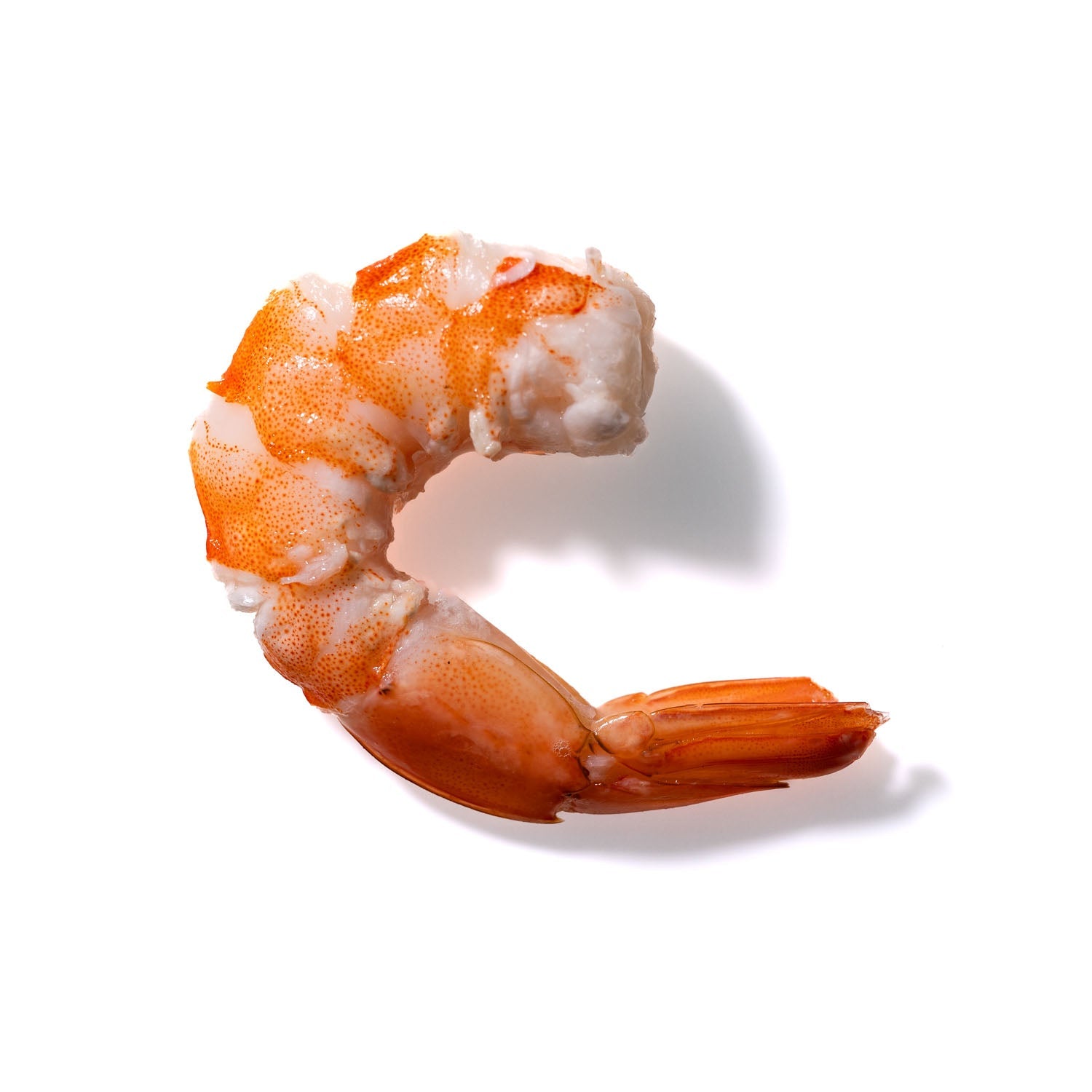 Shrimp No. 340