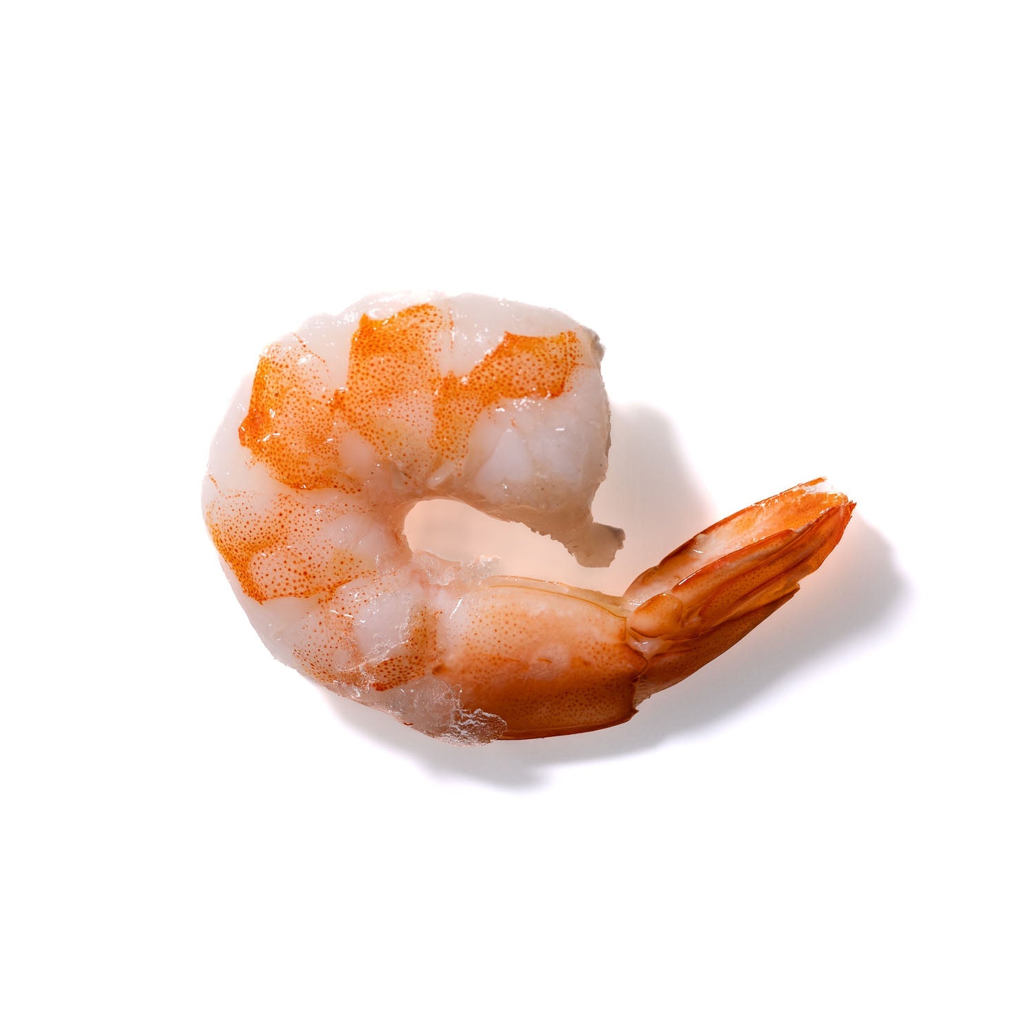 Shrimp No. 341