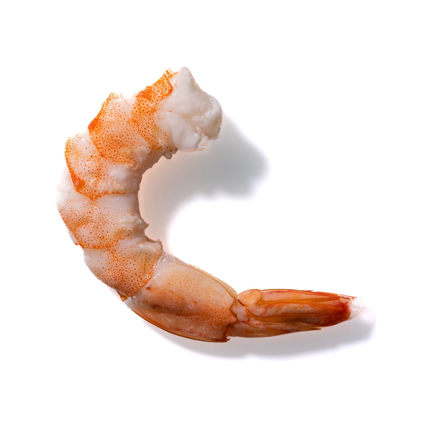 Shrimp No. 347