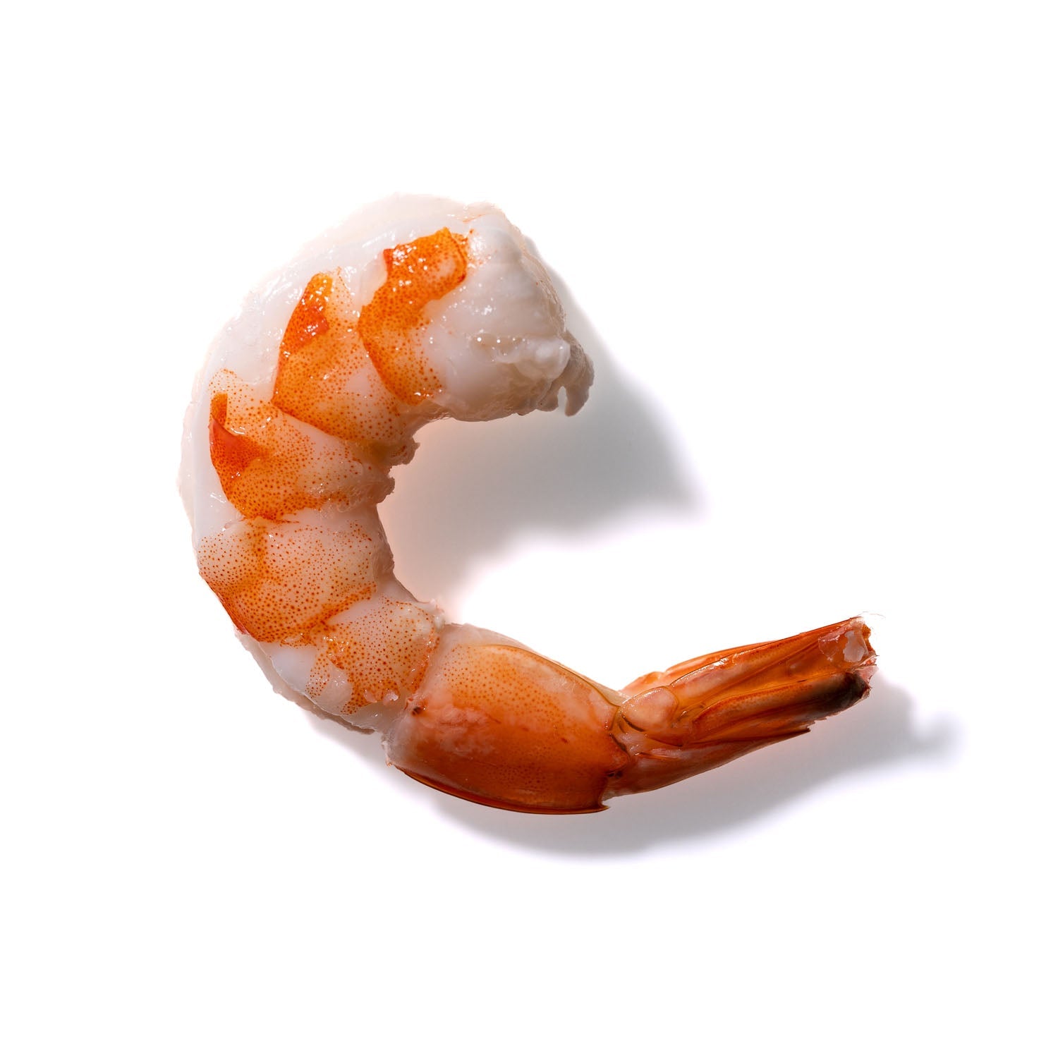 Shrimp No. 349