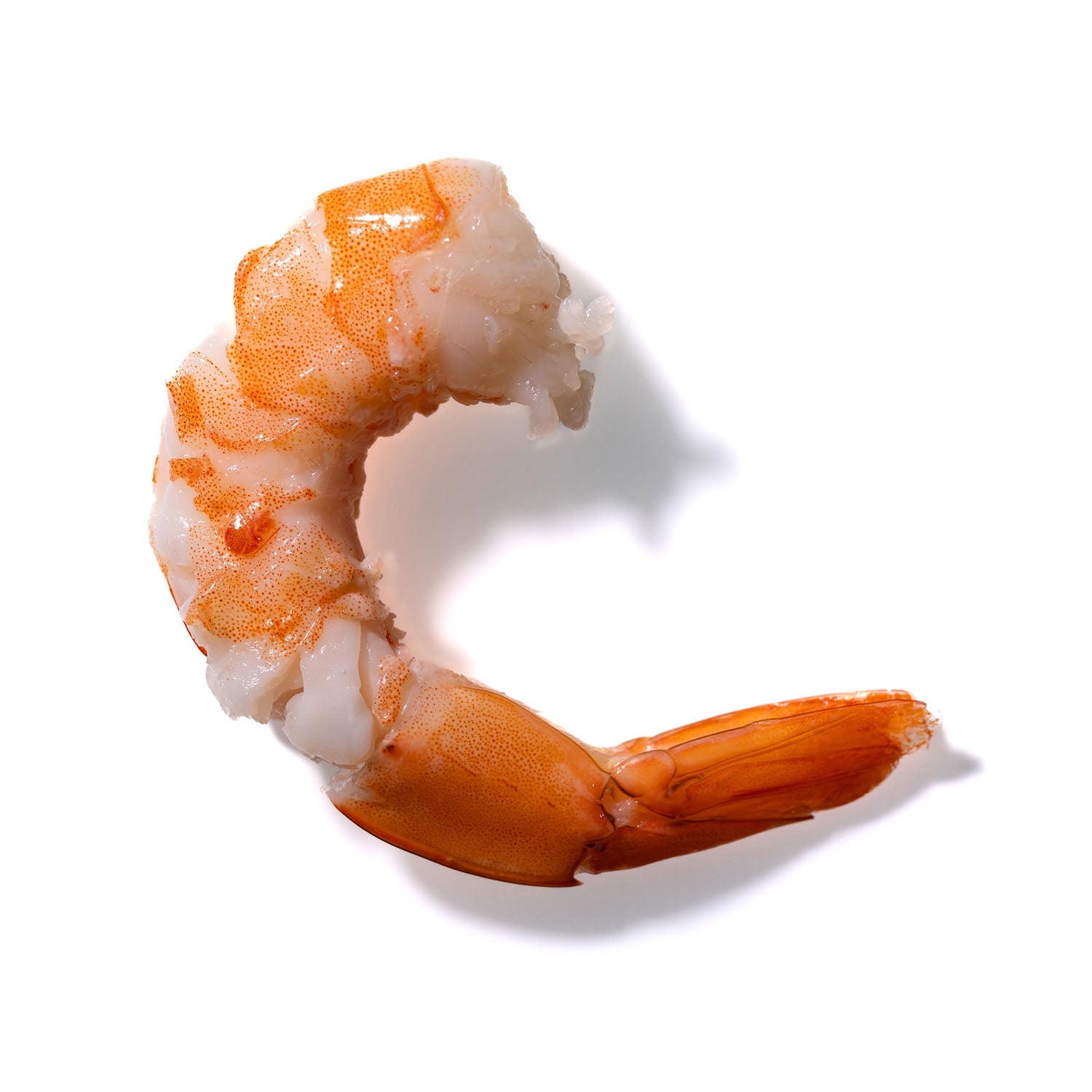 Shrimp No. 402