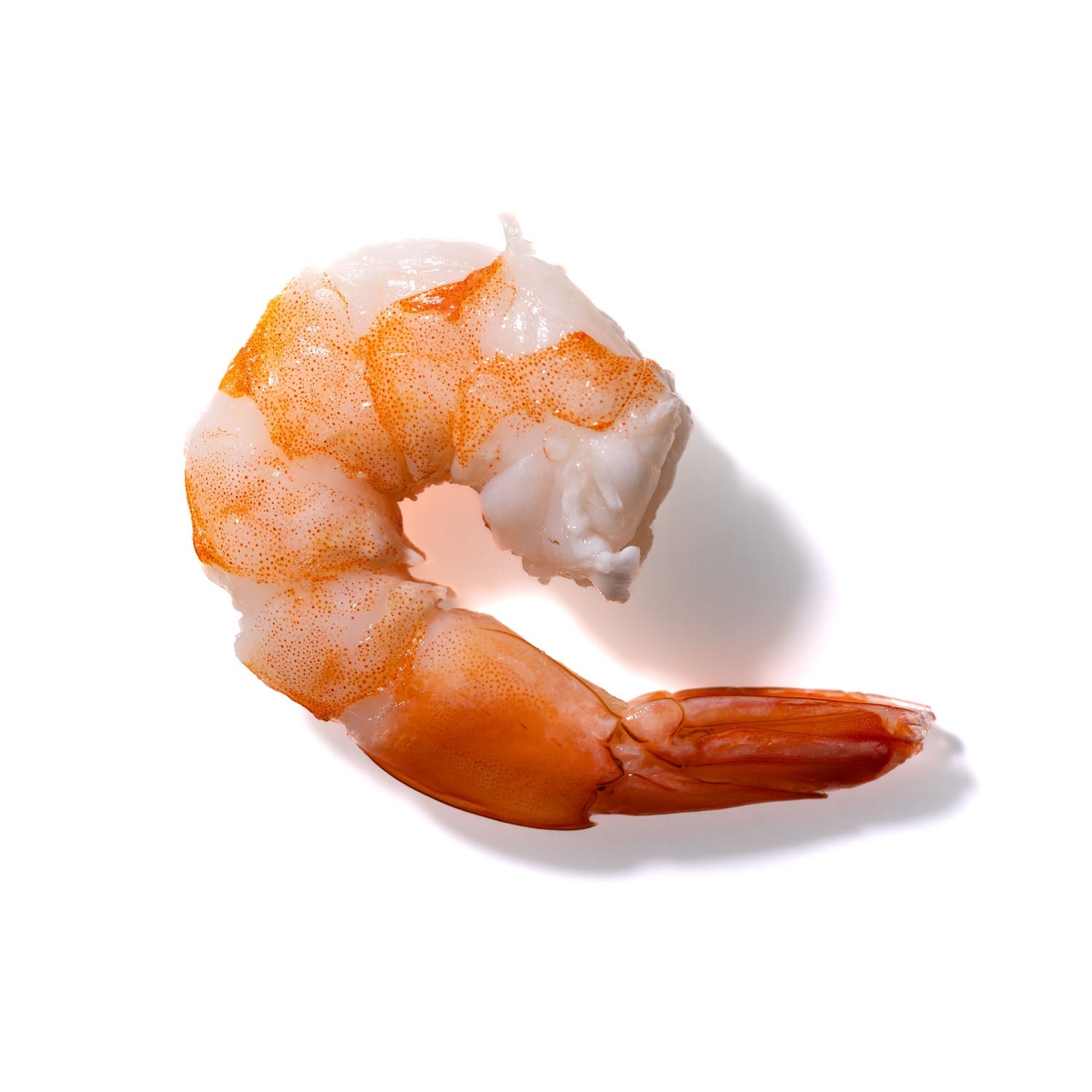 Shrimp No. 405