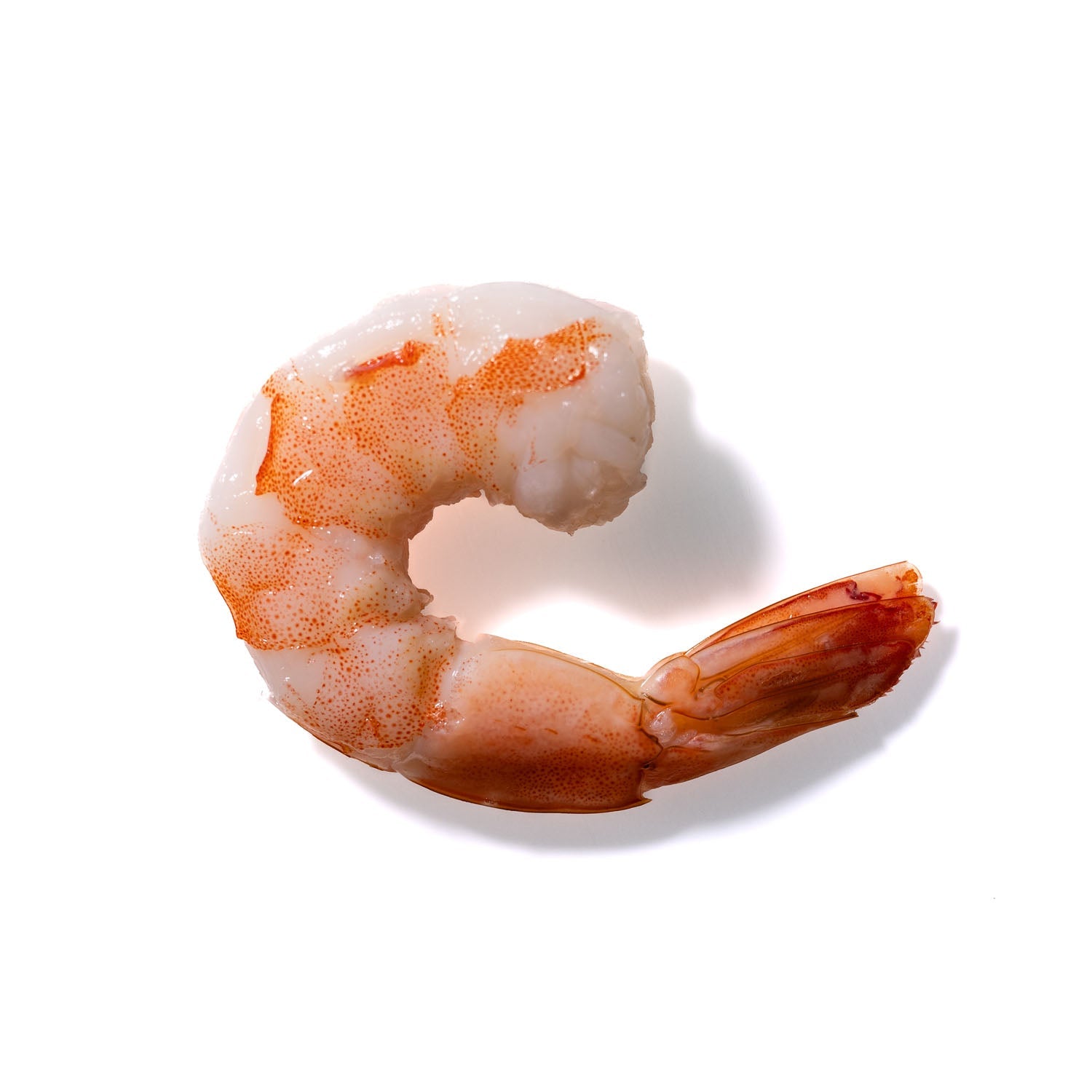 Shrimp No. 407