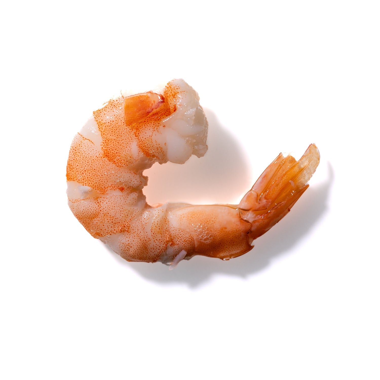 Shrimp No. 411