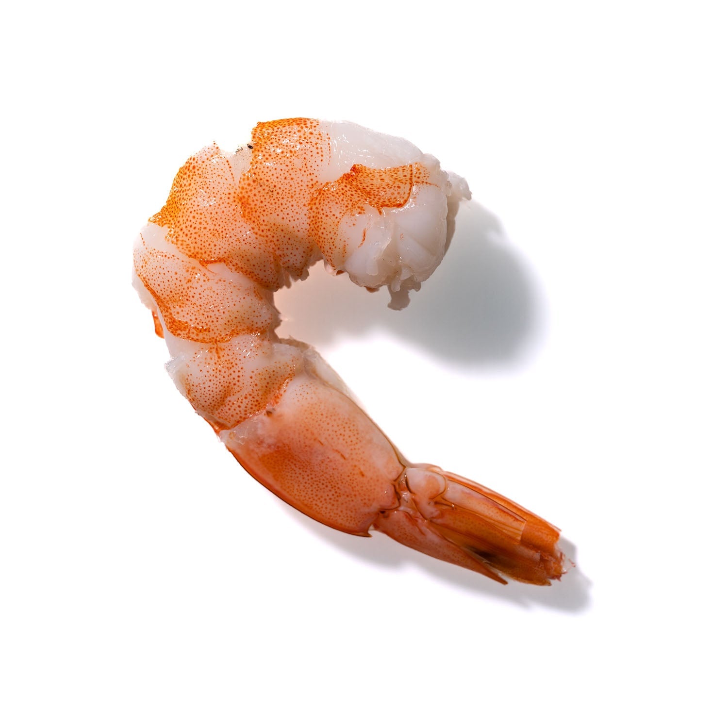 Shrimp No. 412