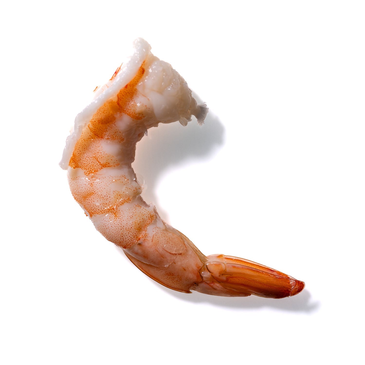 Shrimp No. 413