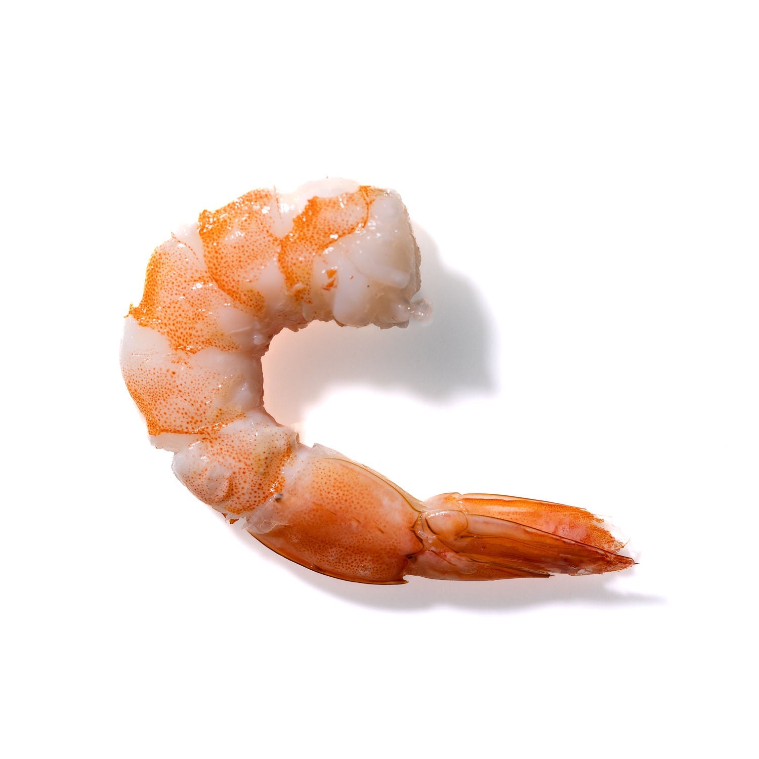 Shrimp No. 417