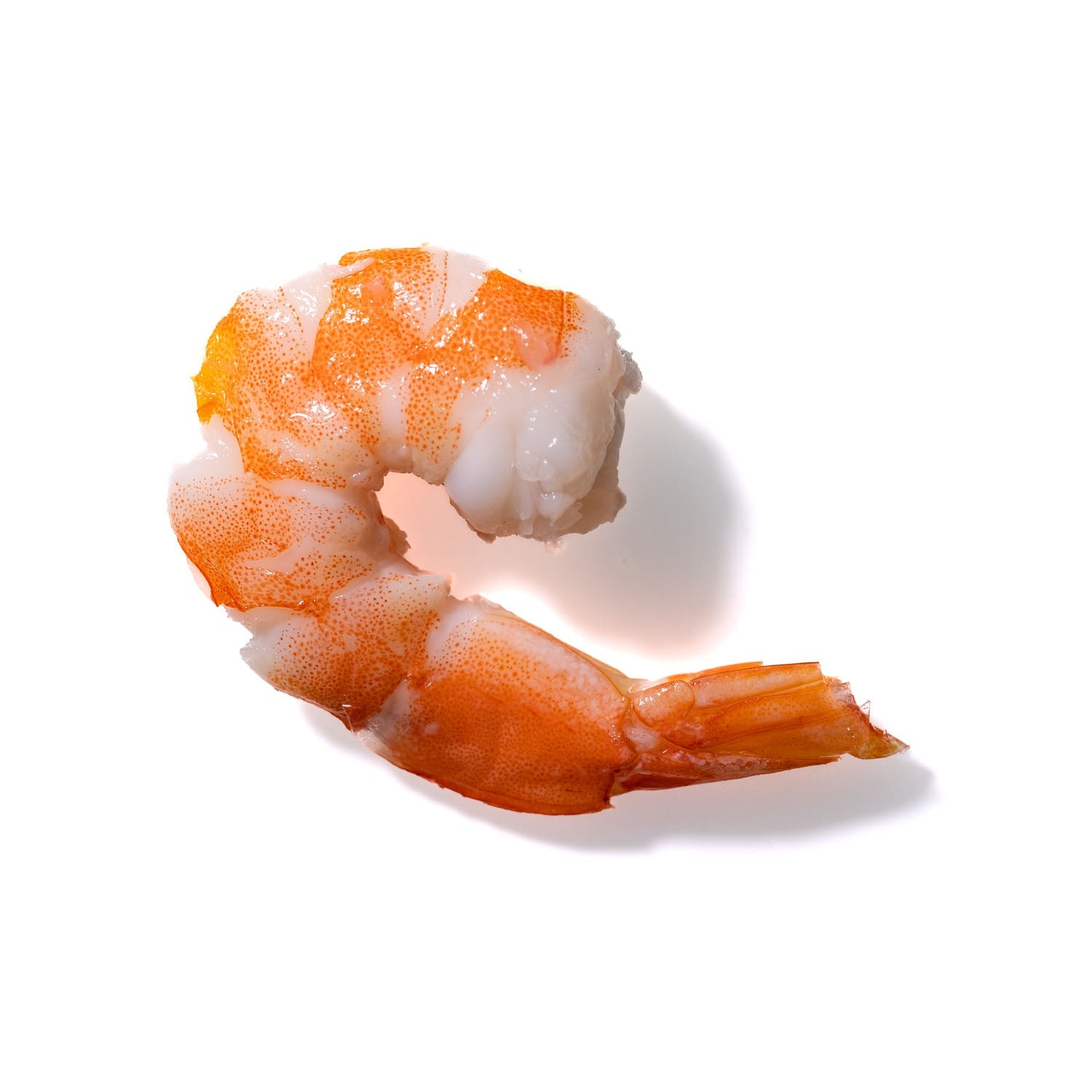 Shrimp No. 419