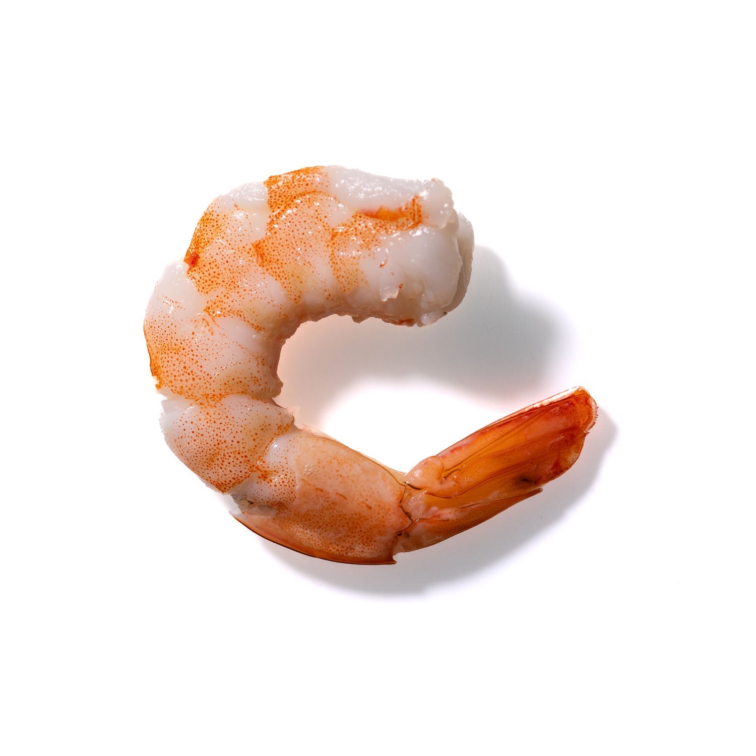 Shrimp No. 420