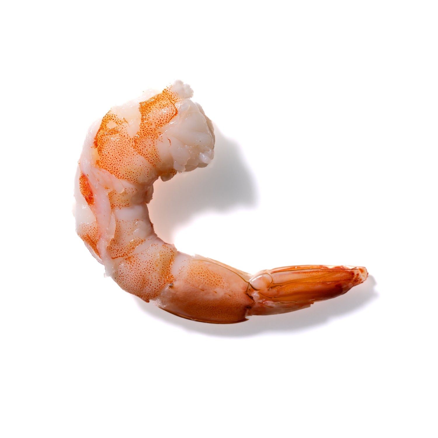 Shrimp No. 421