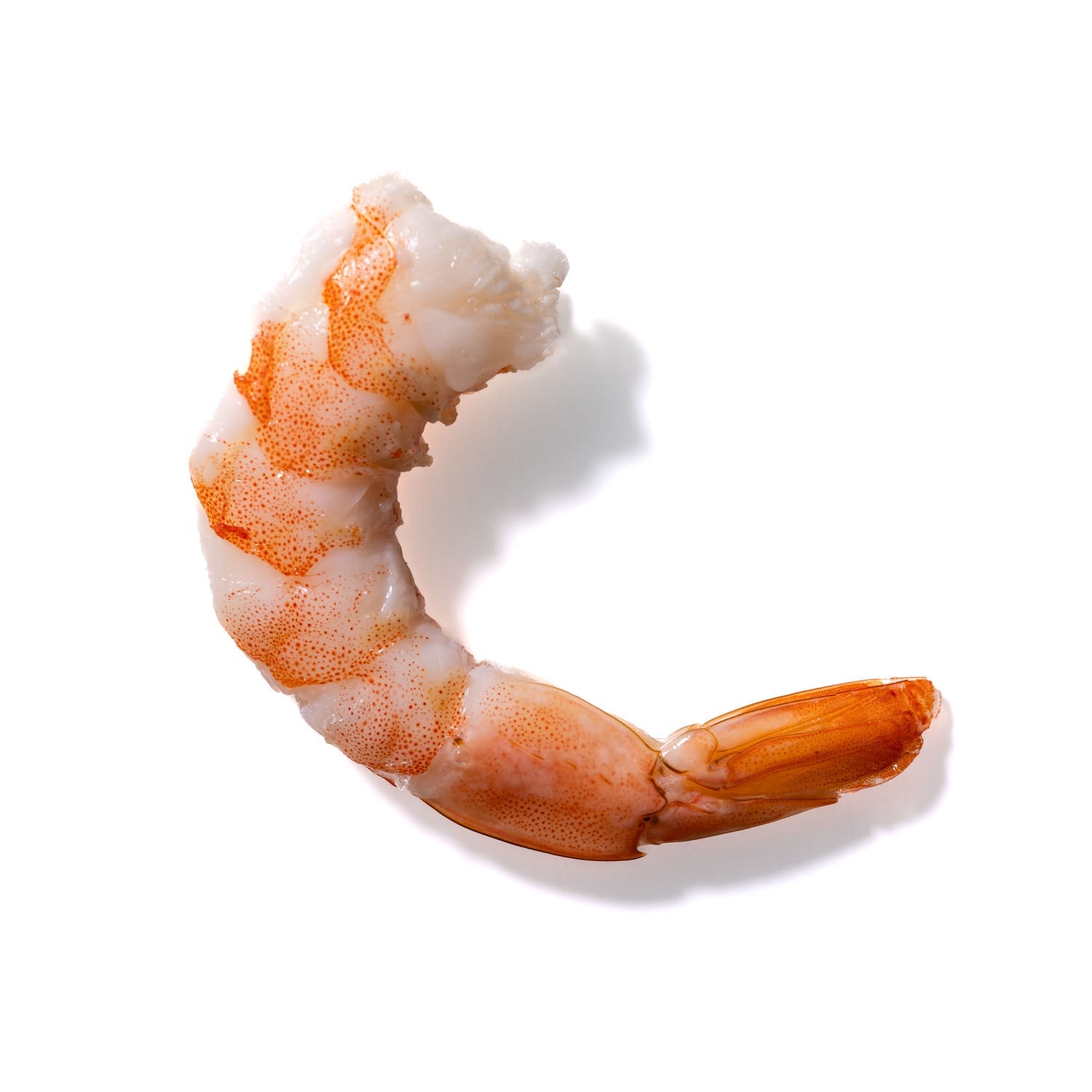 Shrimp No. 424