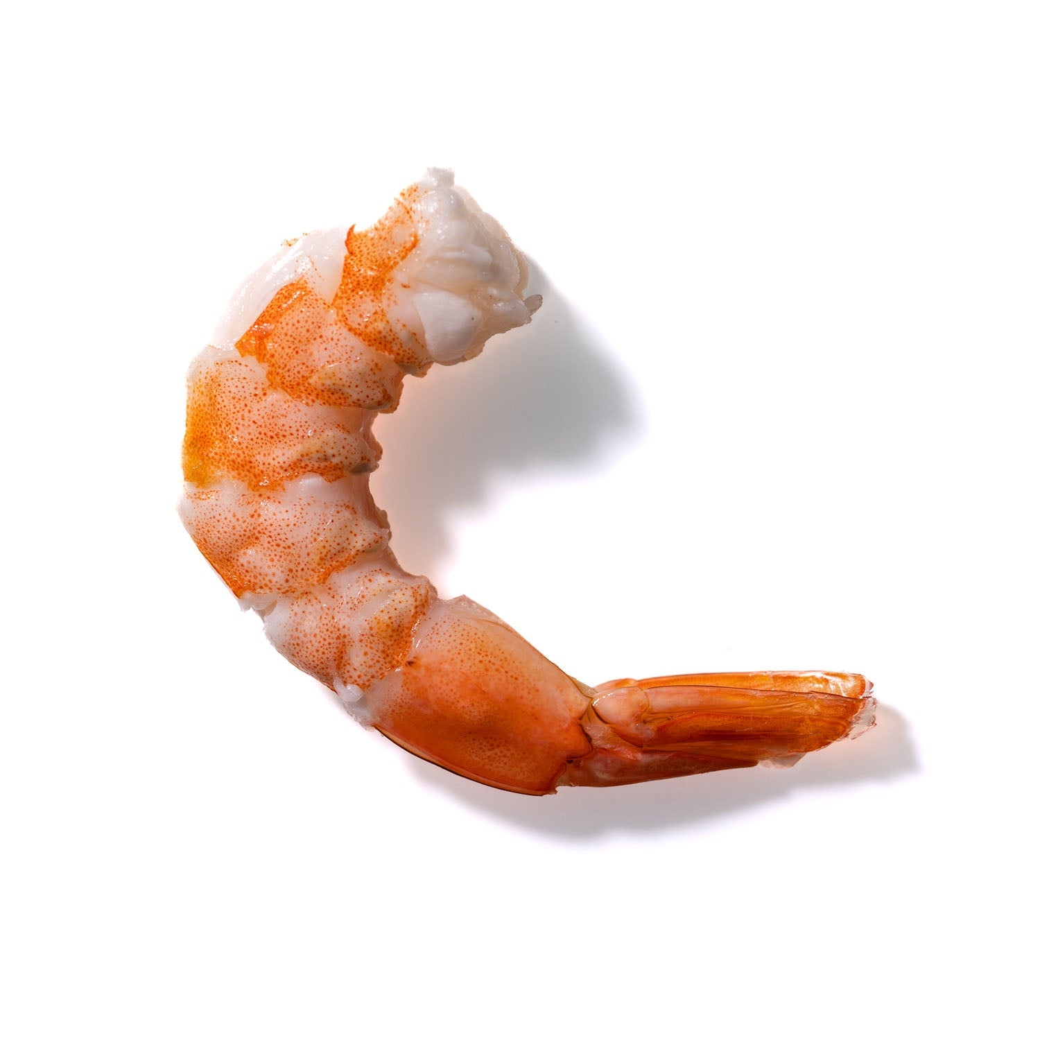 Shrimp No. 425