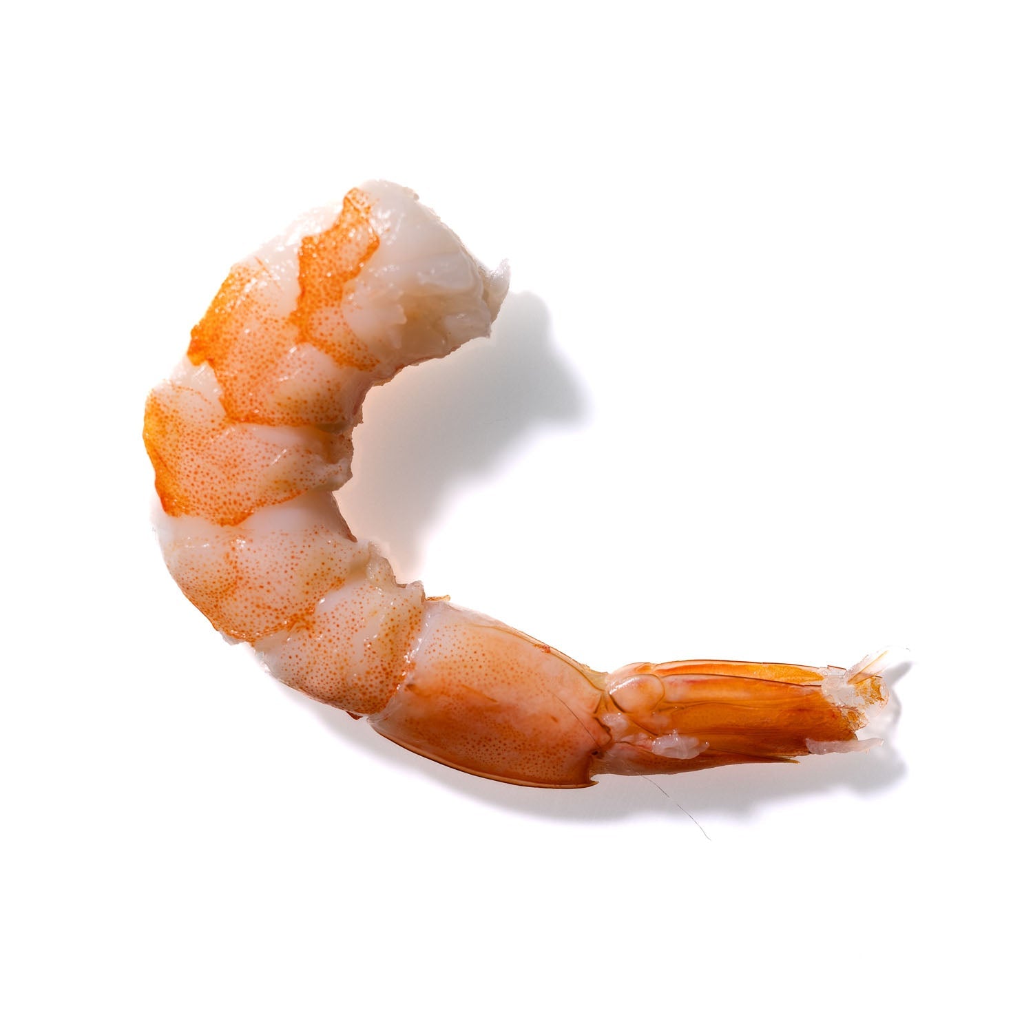 Shrimp No. 426