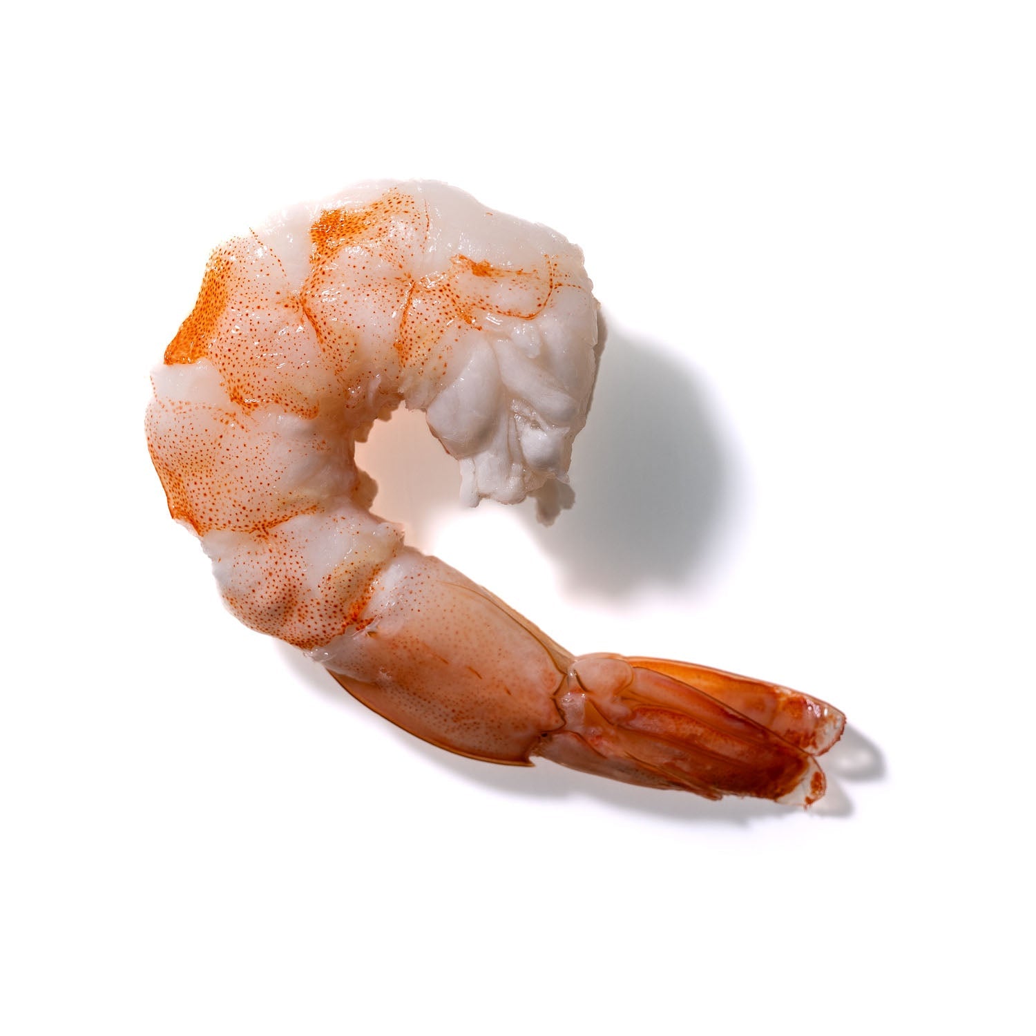 Shrimp No. 427