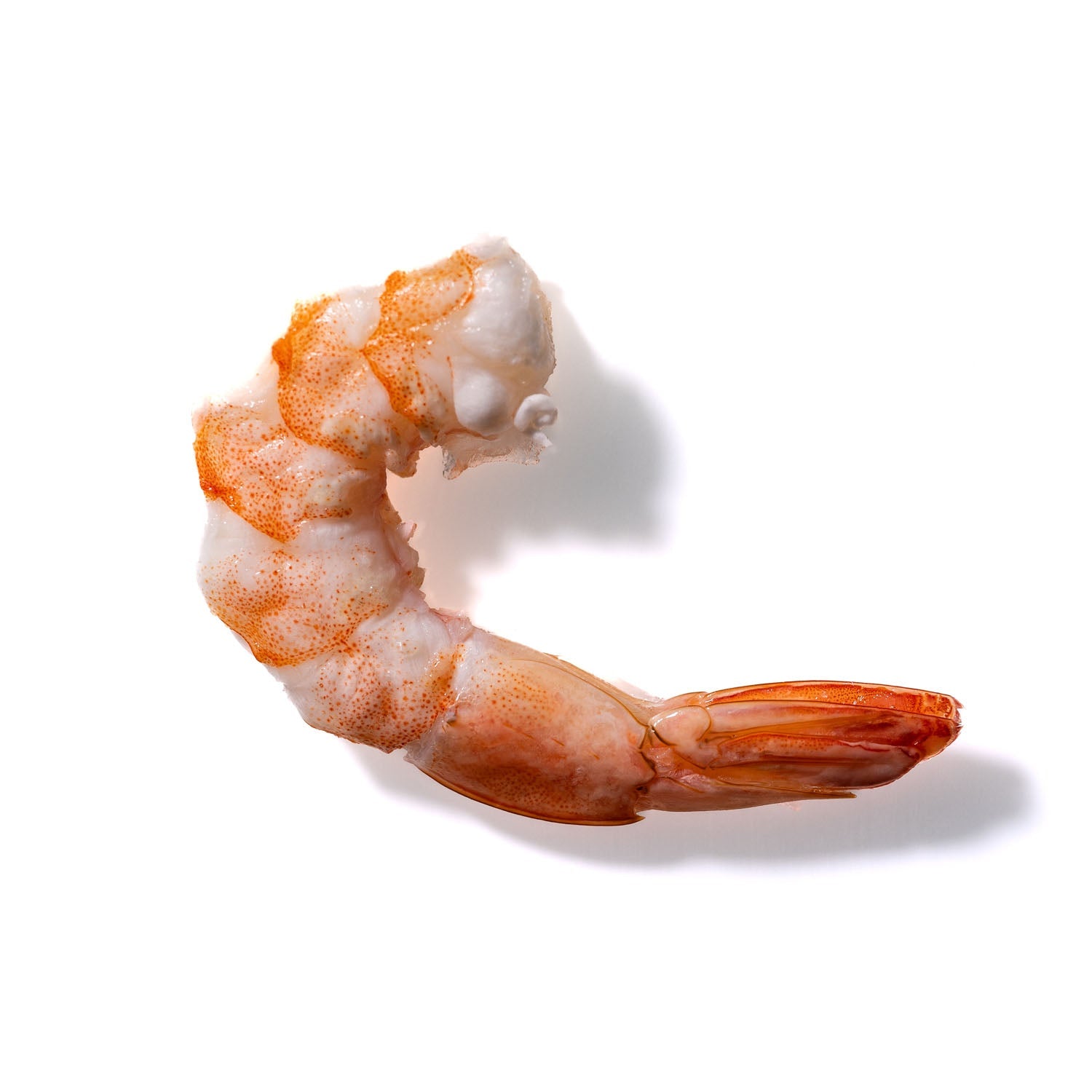 Shrimp No. 428