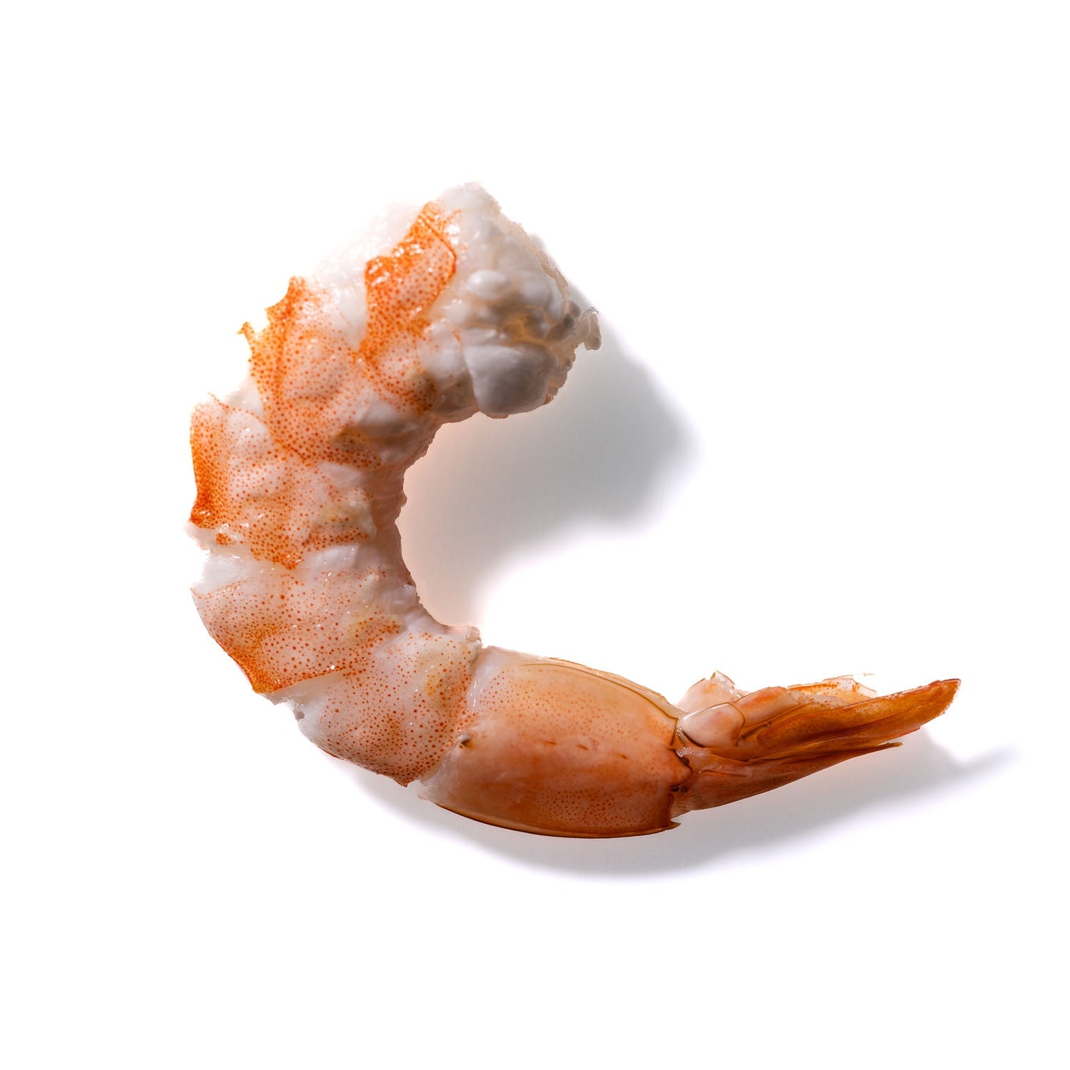 Shrimp No. 429