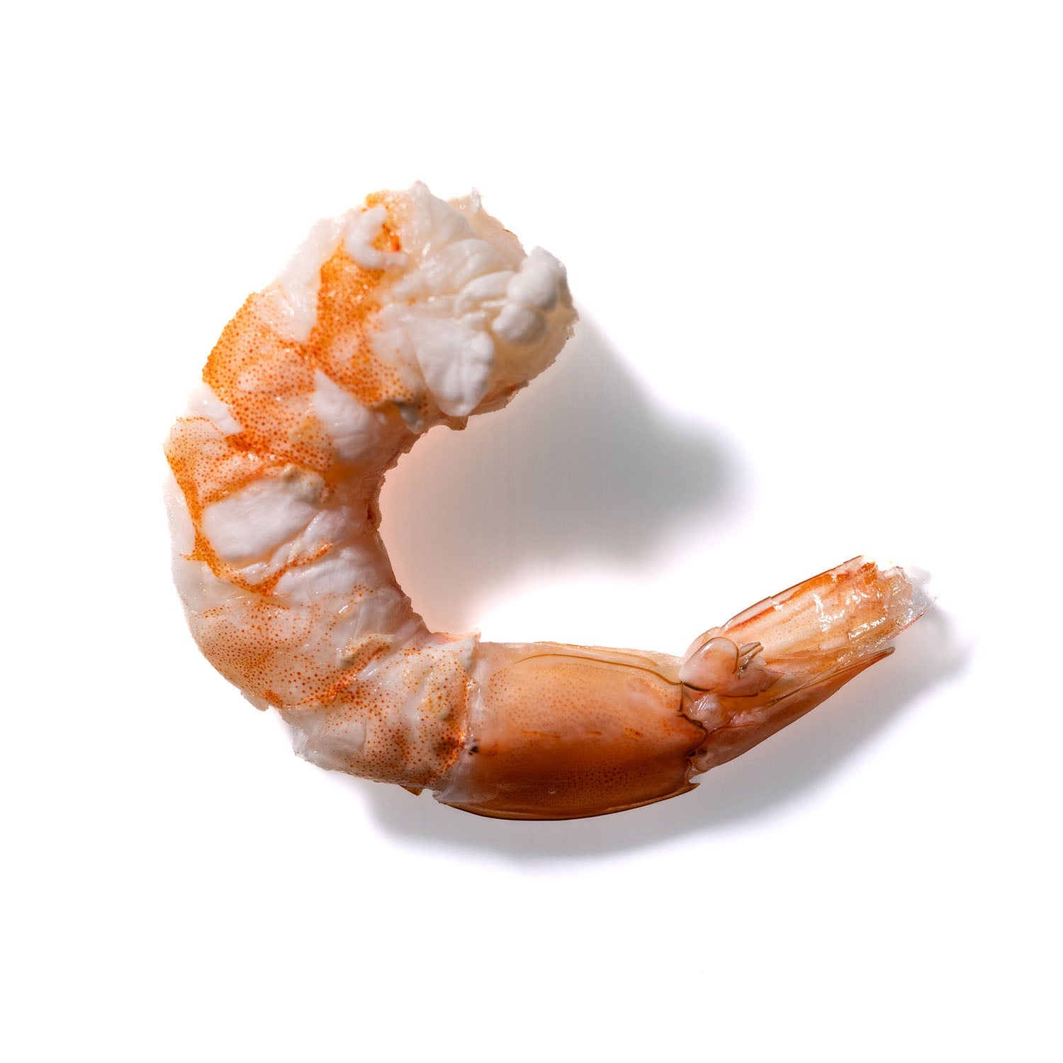 Shrimp No. 430