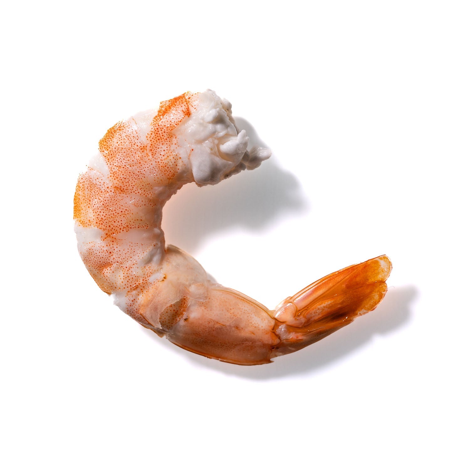 Shrimp No. 431