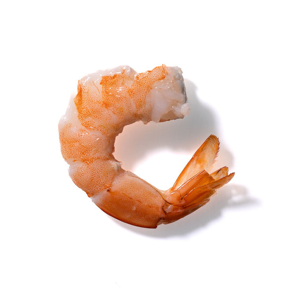 Shrimp No. 437