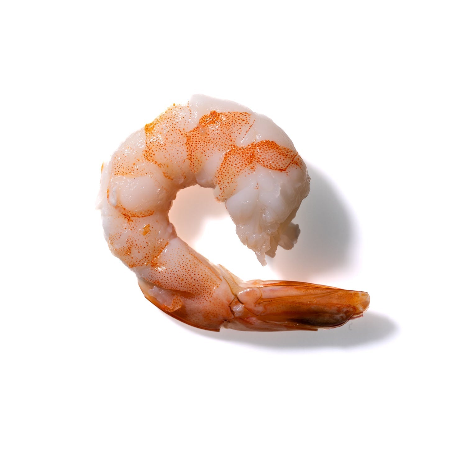 Shrimp No. 441