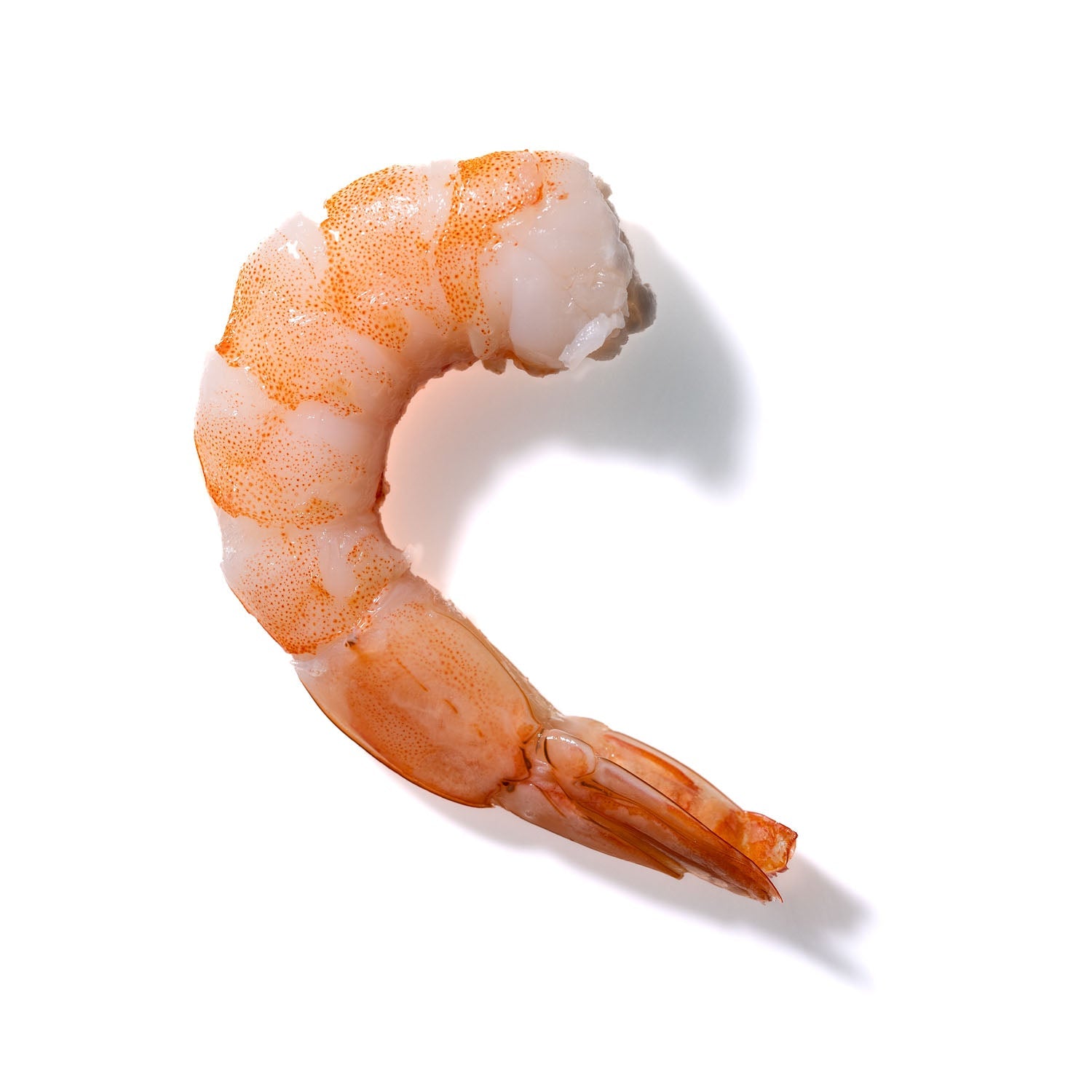 Shrimp No. 443