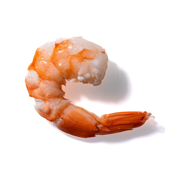 Shrimp No. 446