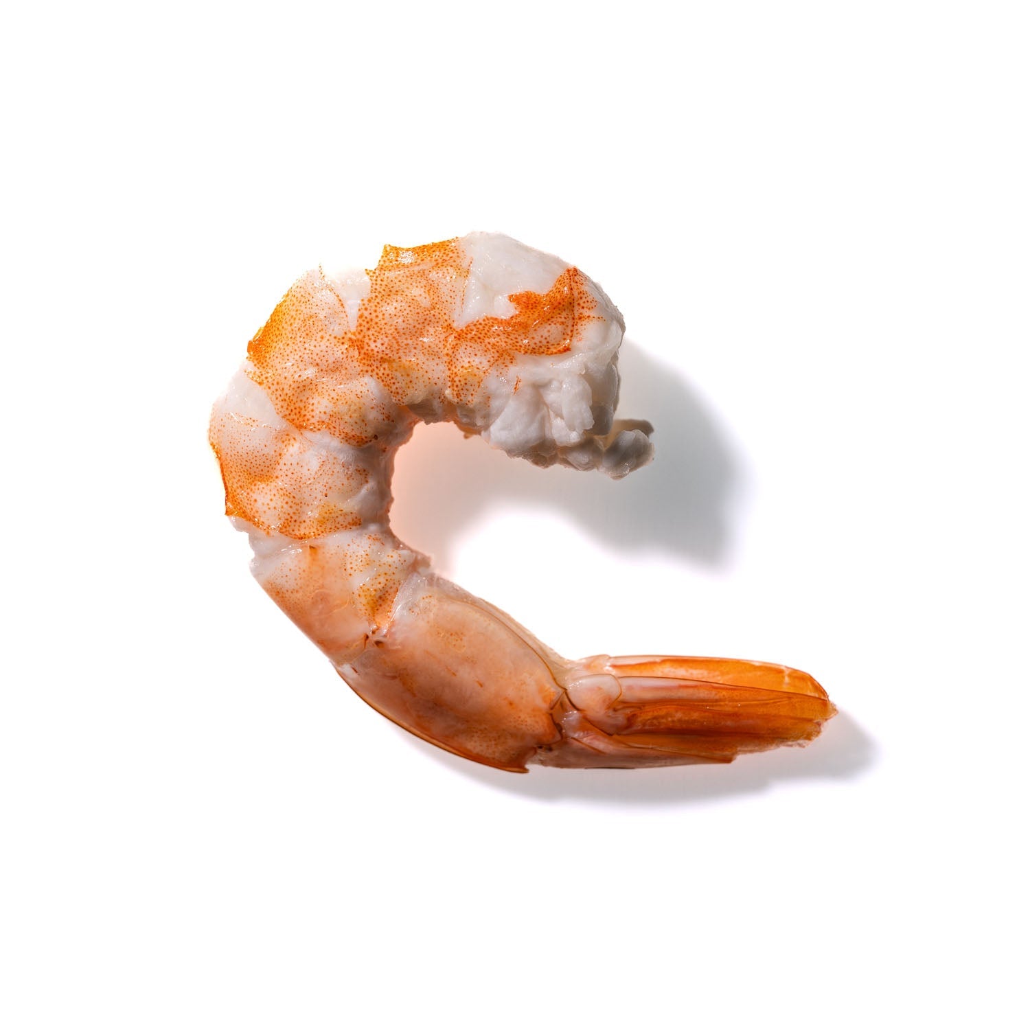 Shrimp No. 448