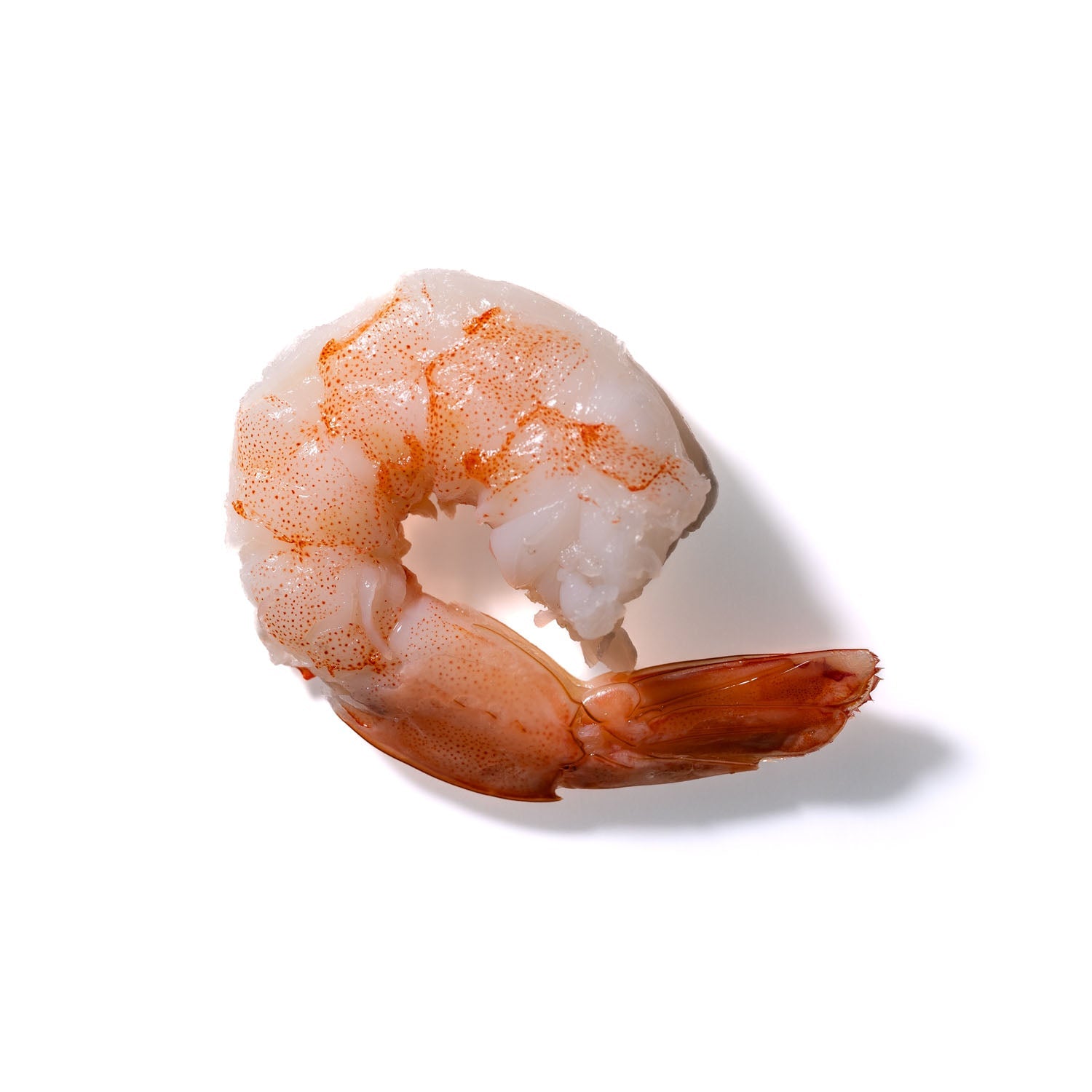 Shrimp No. 449